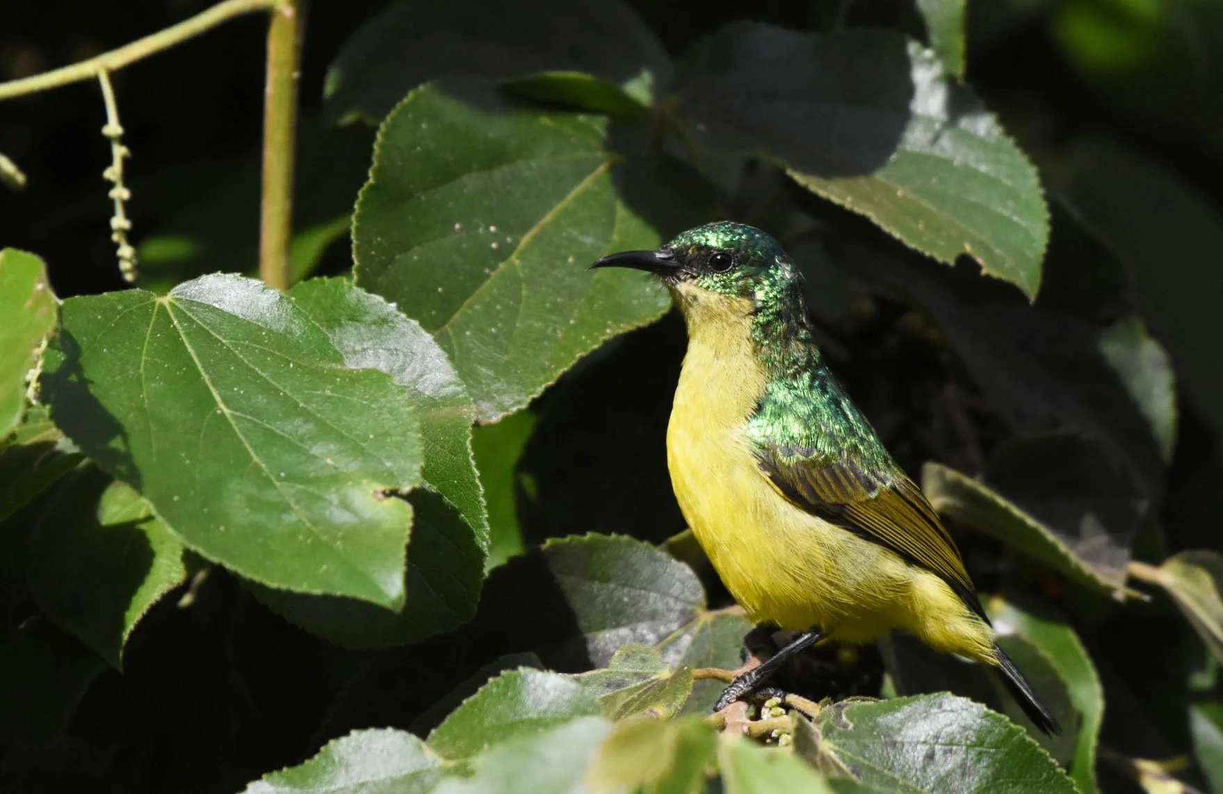 Collared Sunbird
