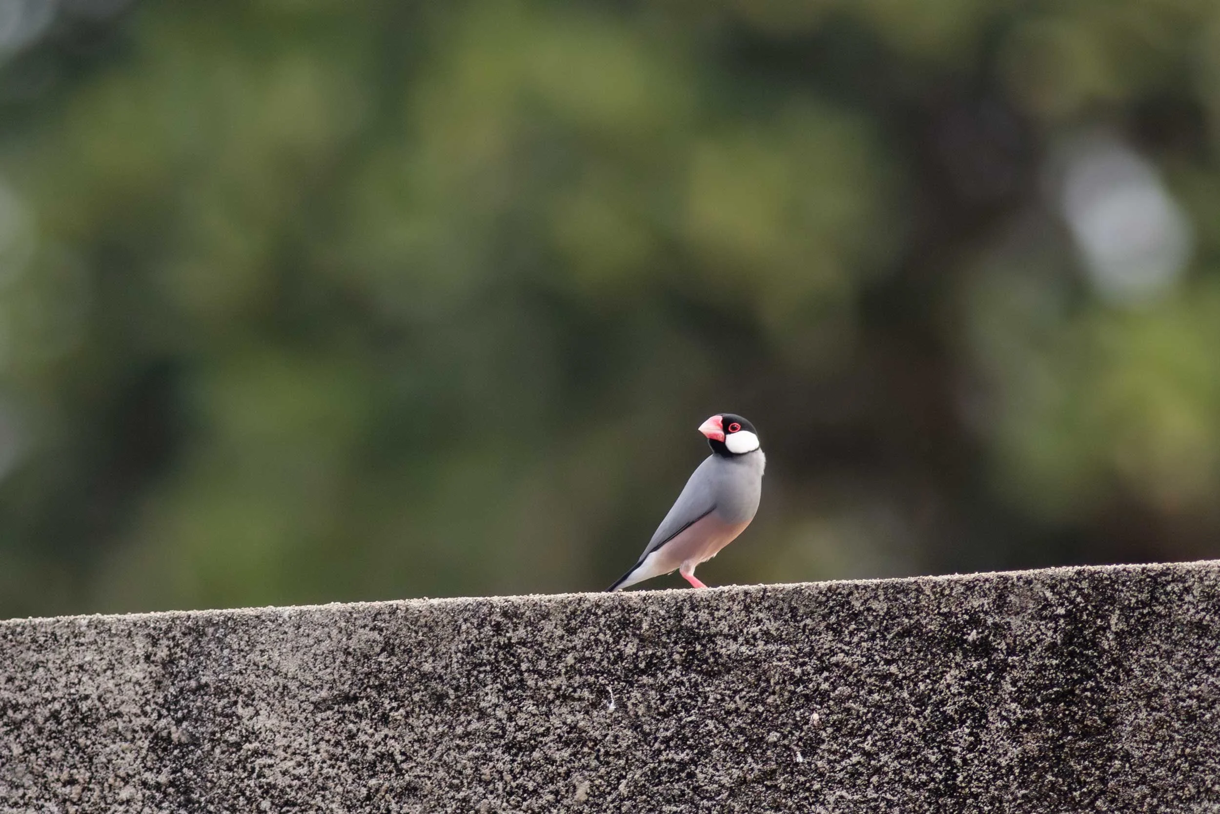 Java Sparrow