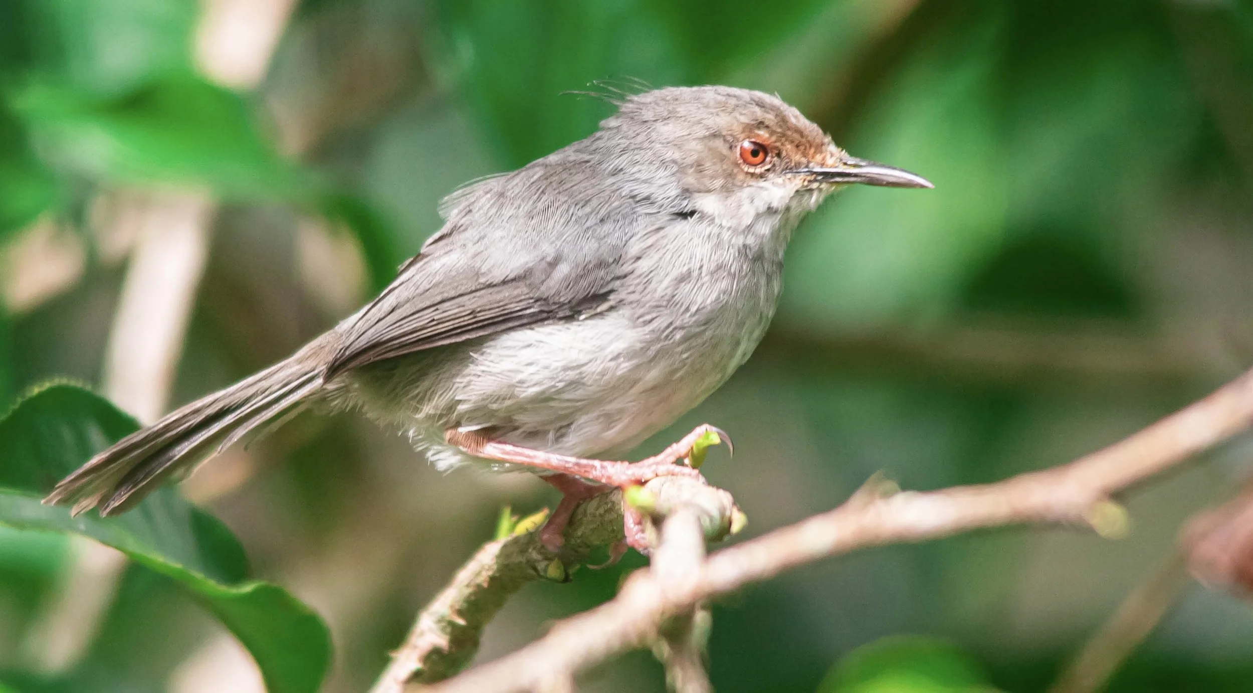 Long-billed Forest Warbler