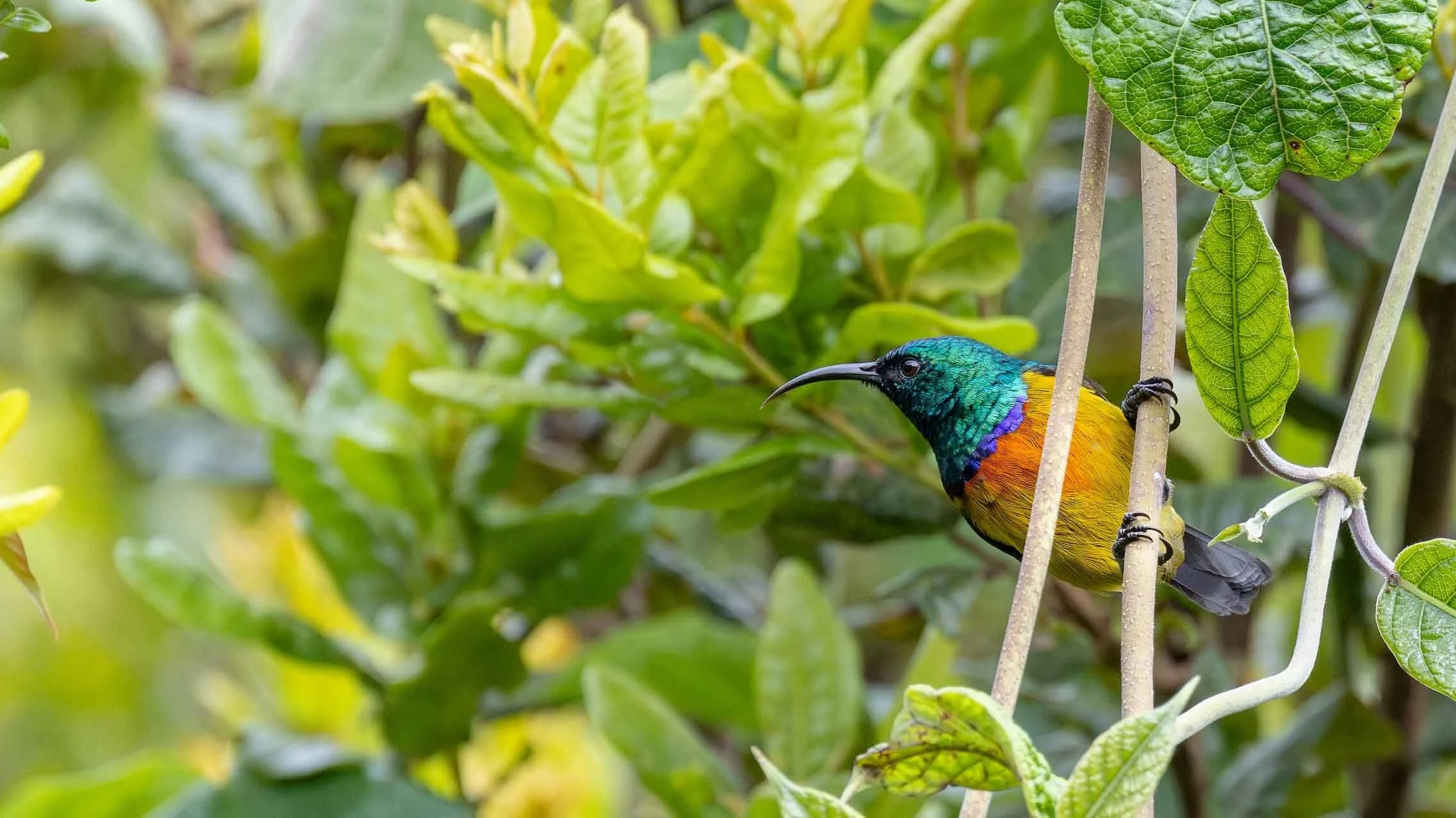 Loveridge's Sunbird
