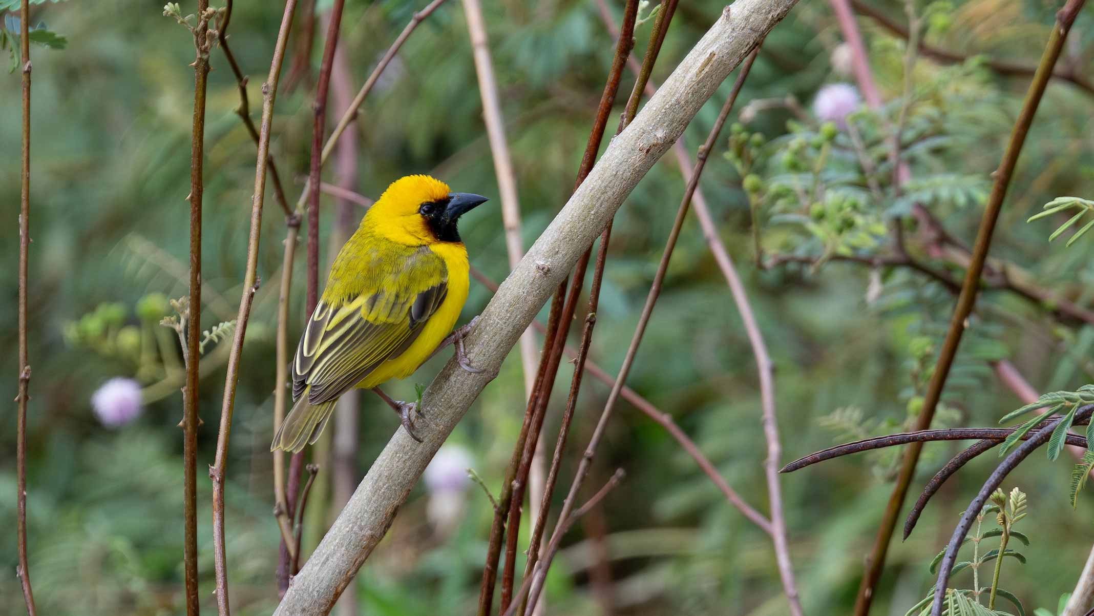 Kilombero Weaver