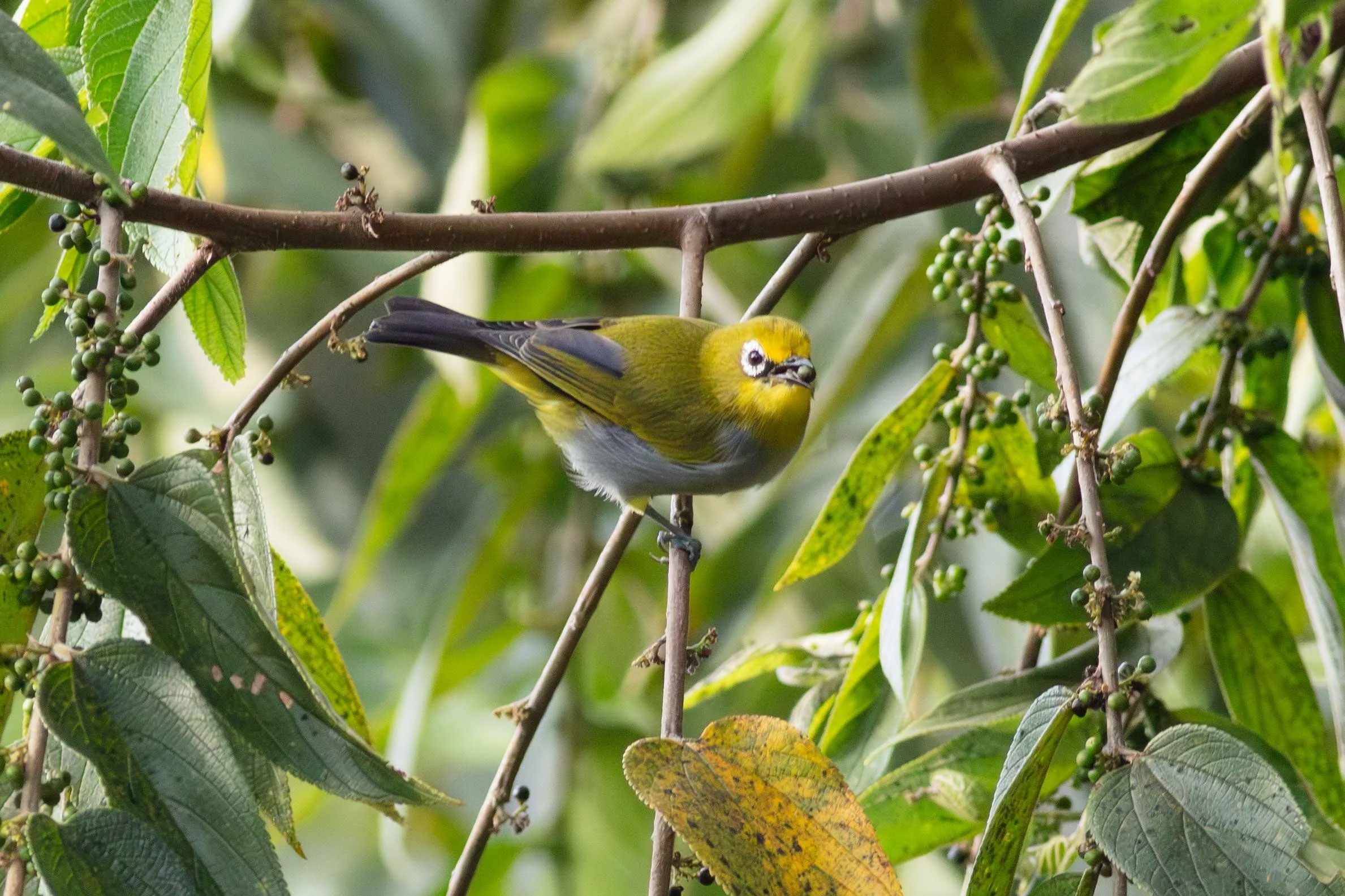 South Pare White-eye
