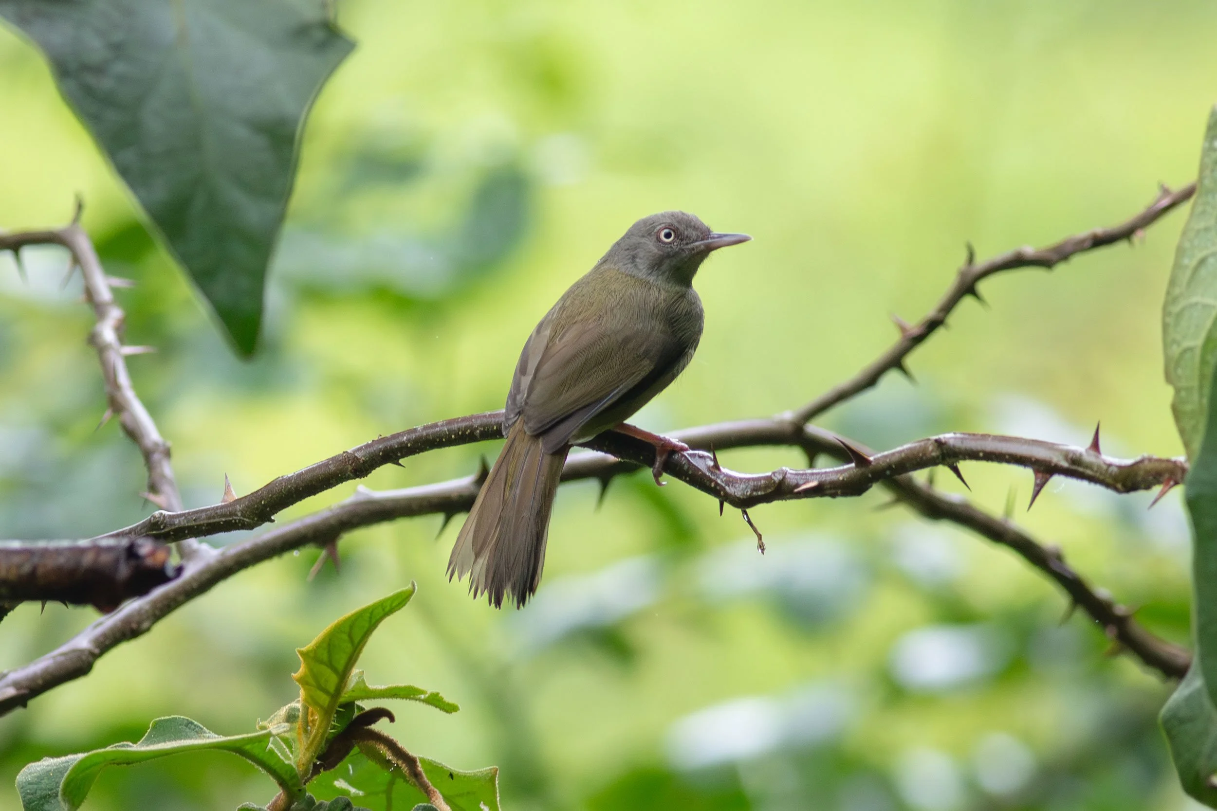 Kretschmer's Longbill