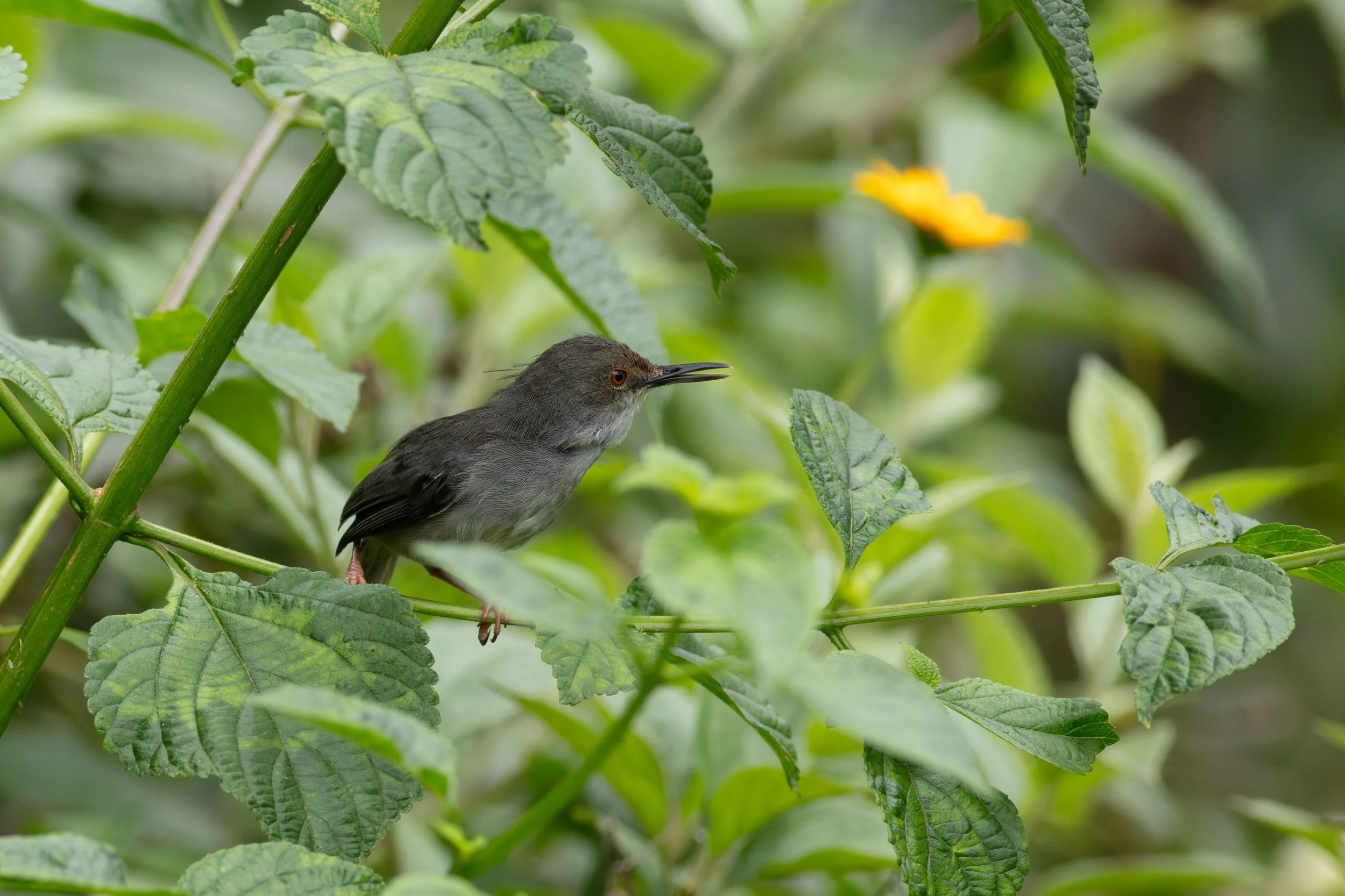  Long-billed Forest Warbler