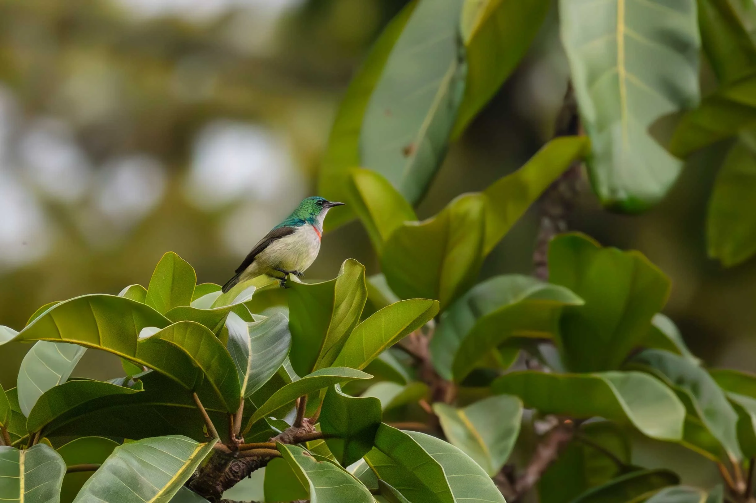 Banded Green Sunbird