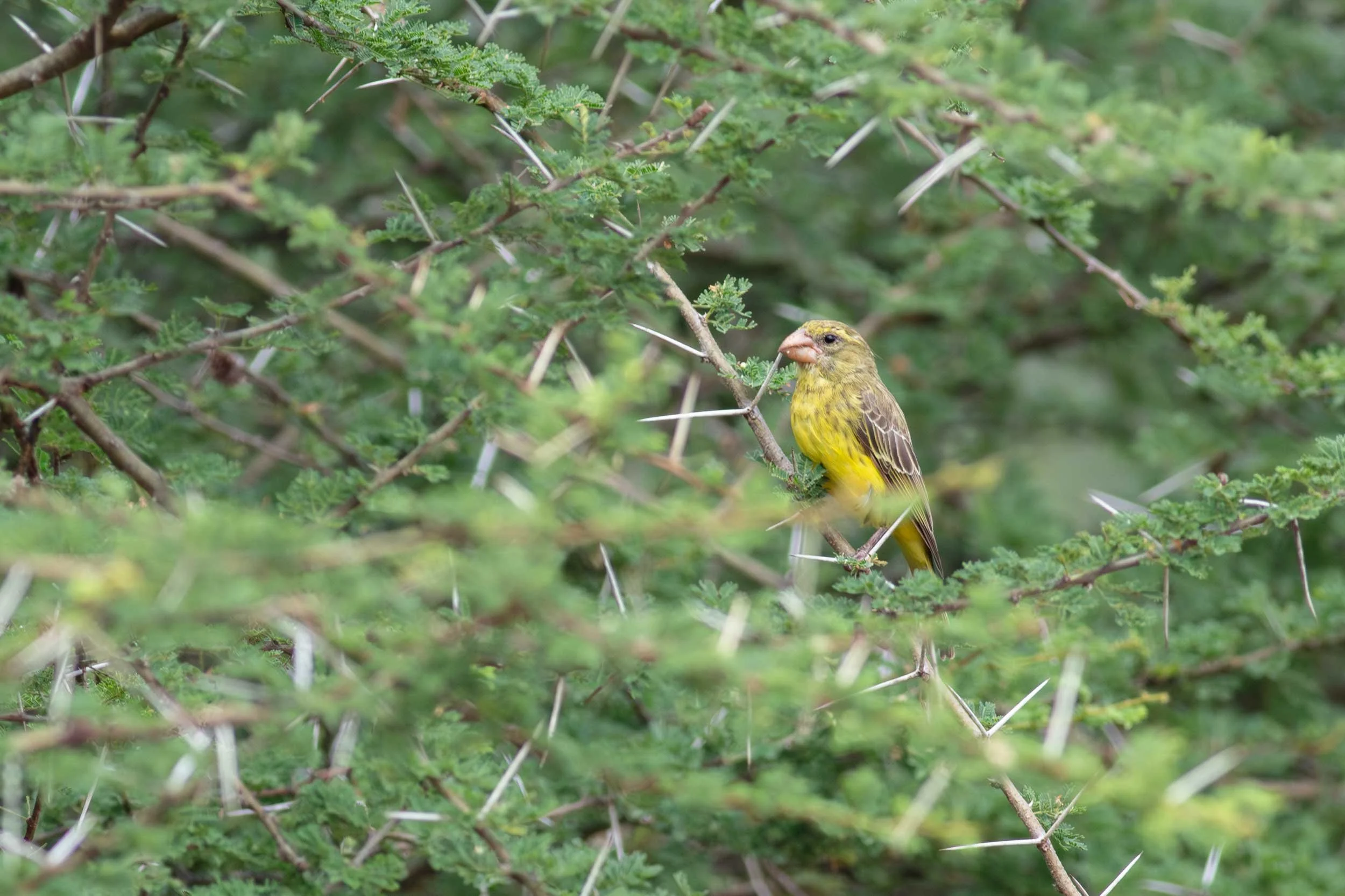 Southern Grosbeak-Canary