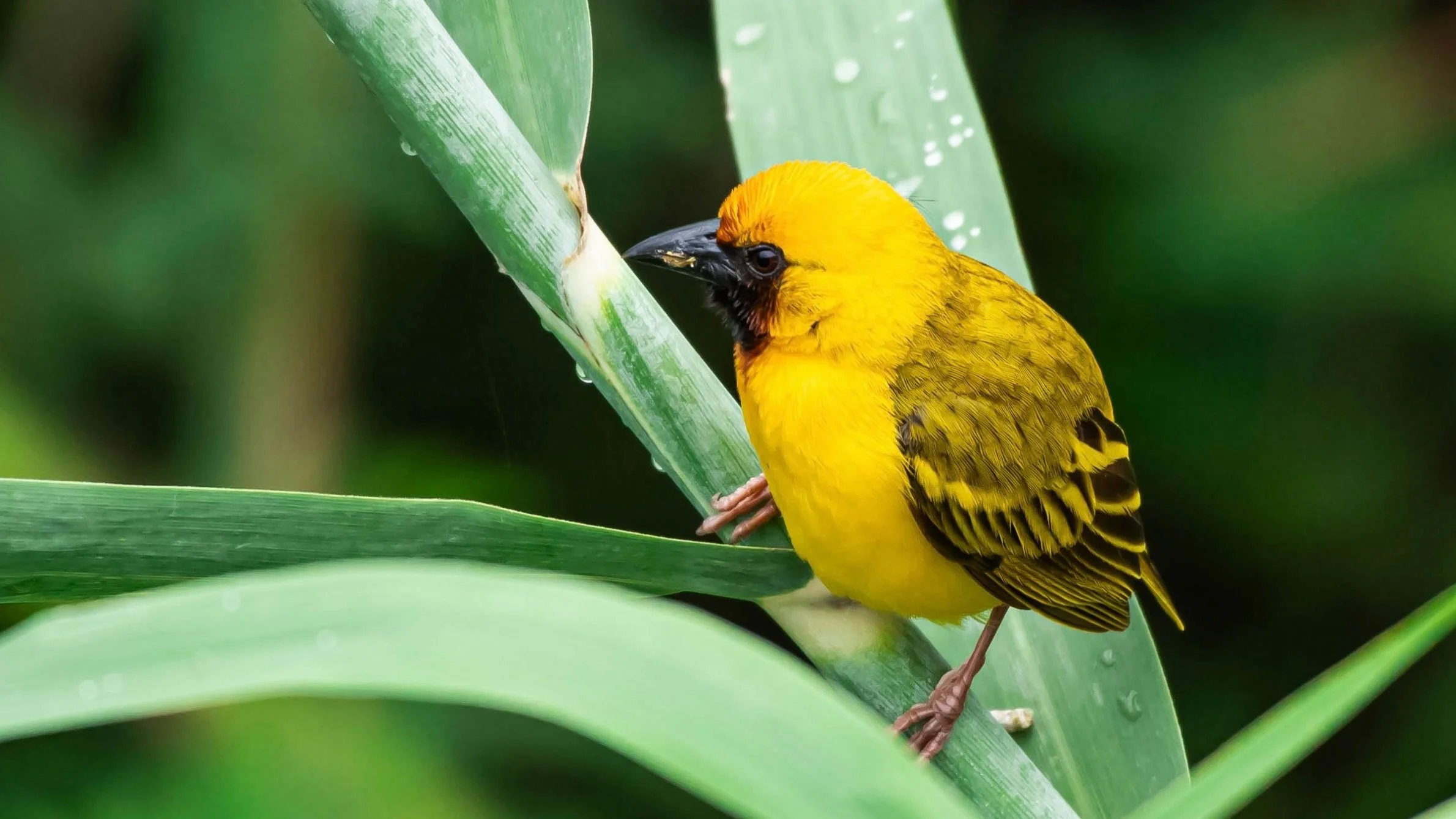 Kilombero Weaver