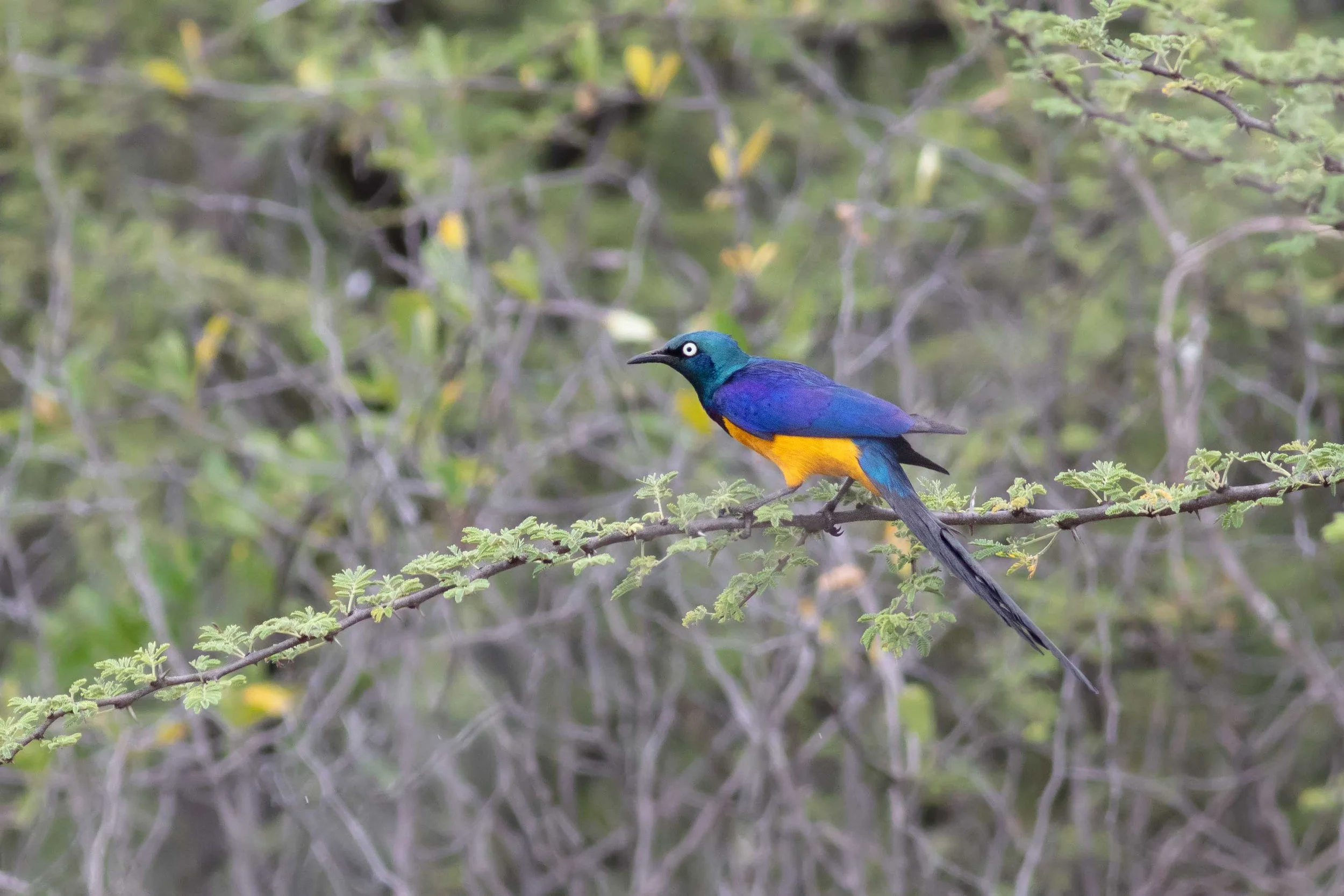 Golden-breasted Starling
