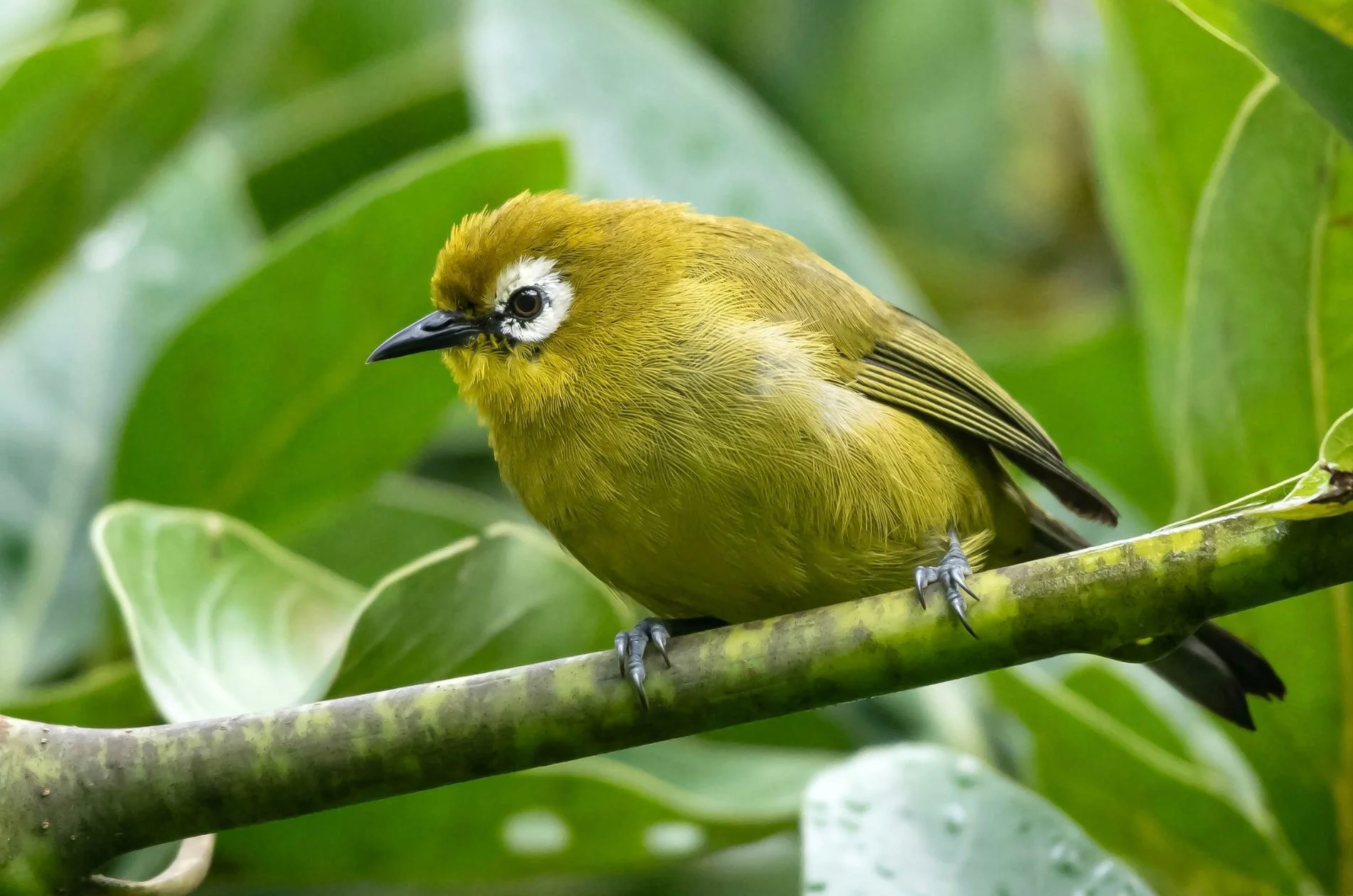 Broad-ringed White-eye