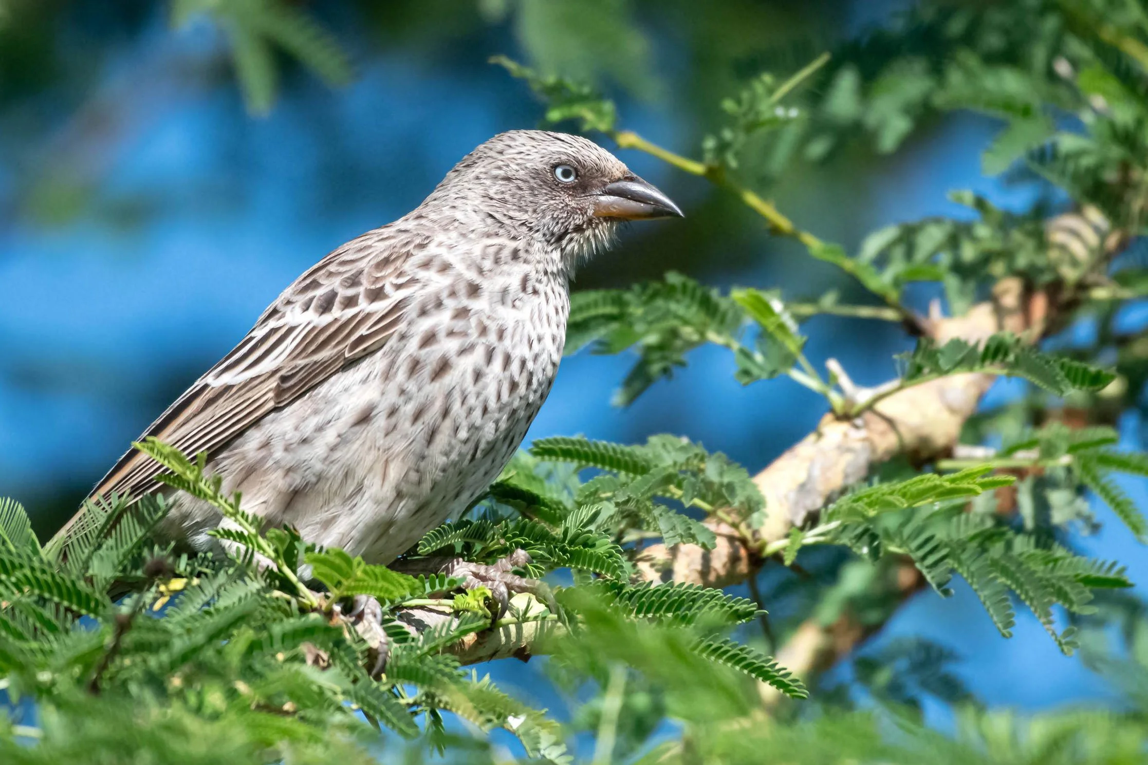 Rufous-tailed Weaver