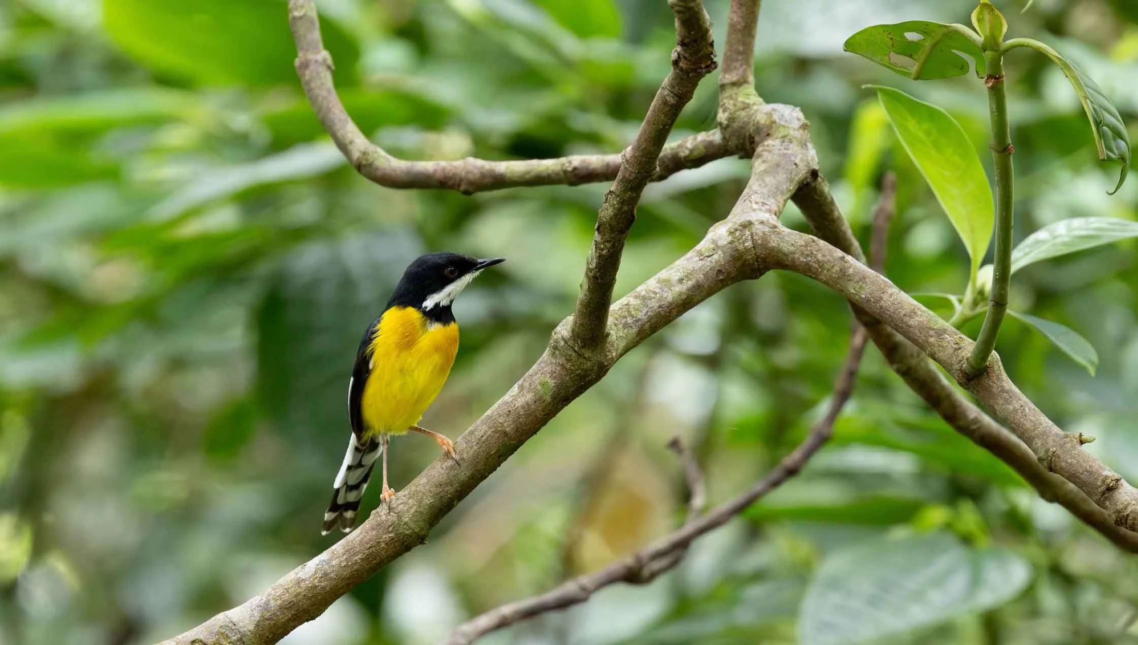 White-winged Apalis