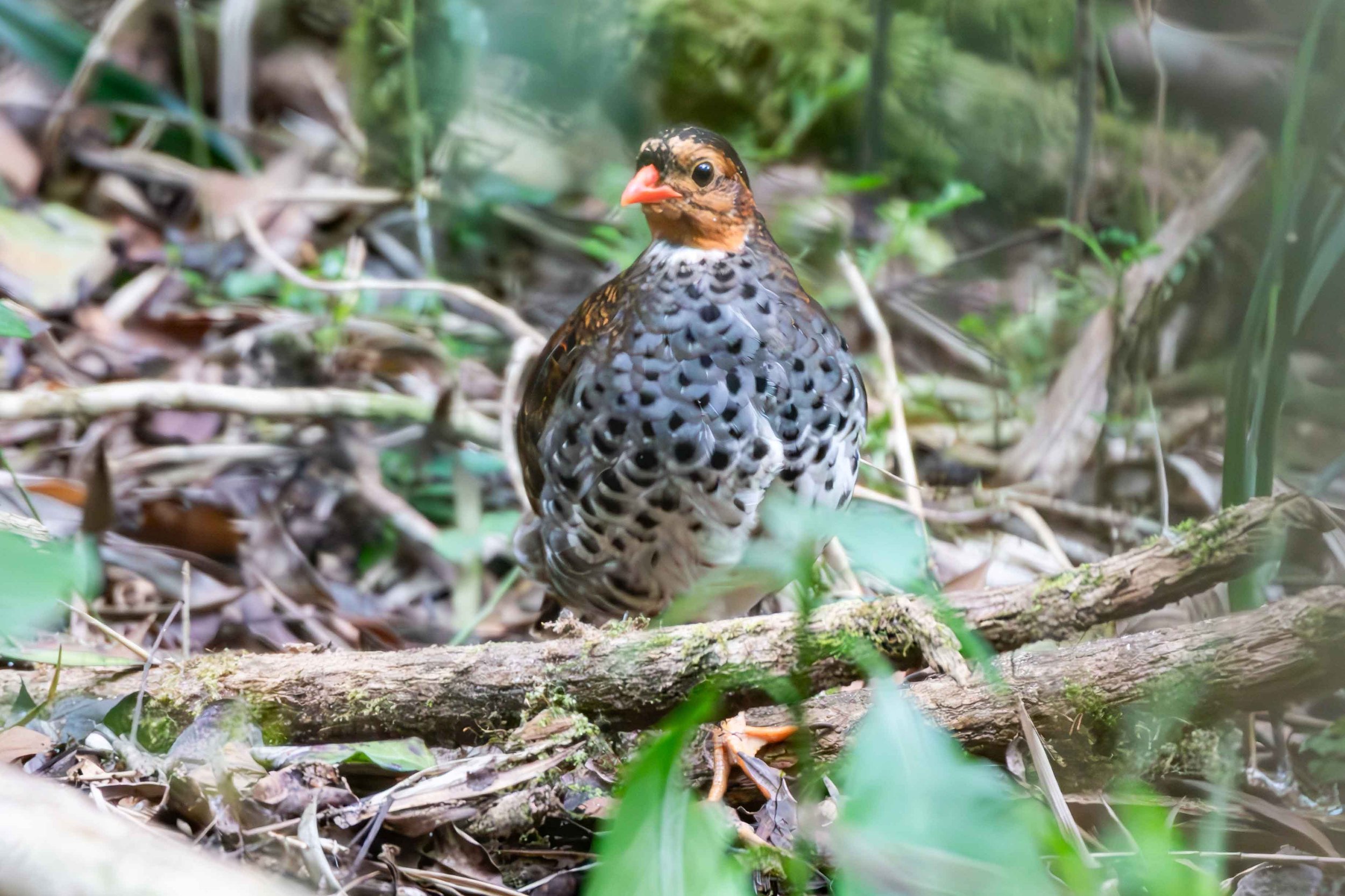 Udzungwa Forest Partridge