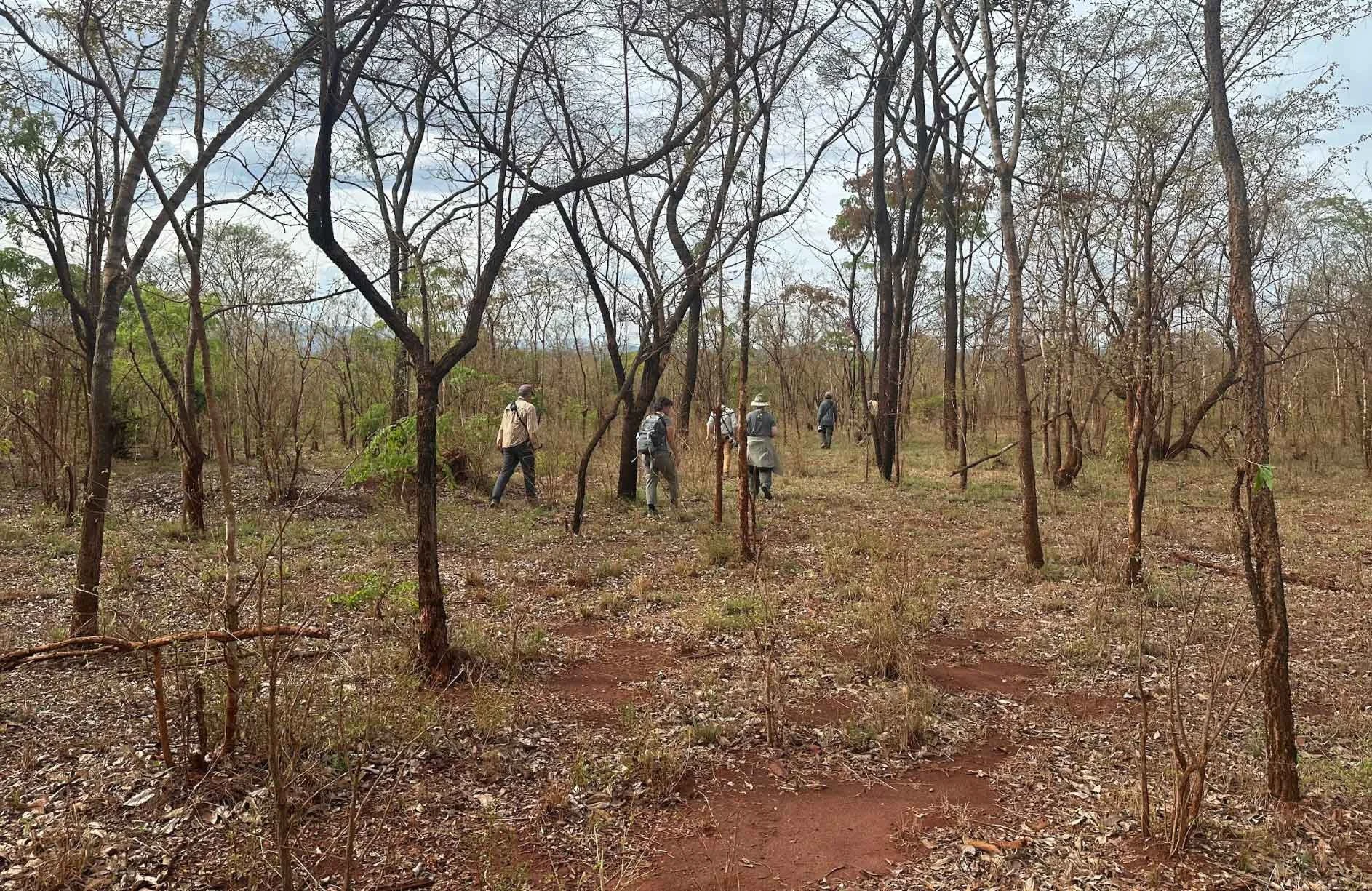 Miombo Birding Experience