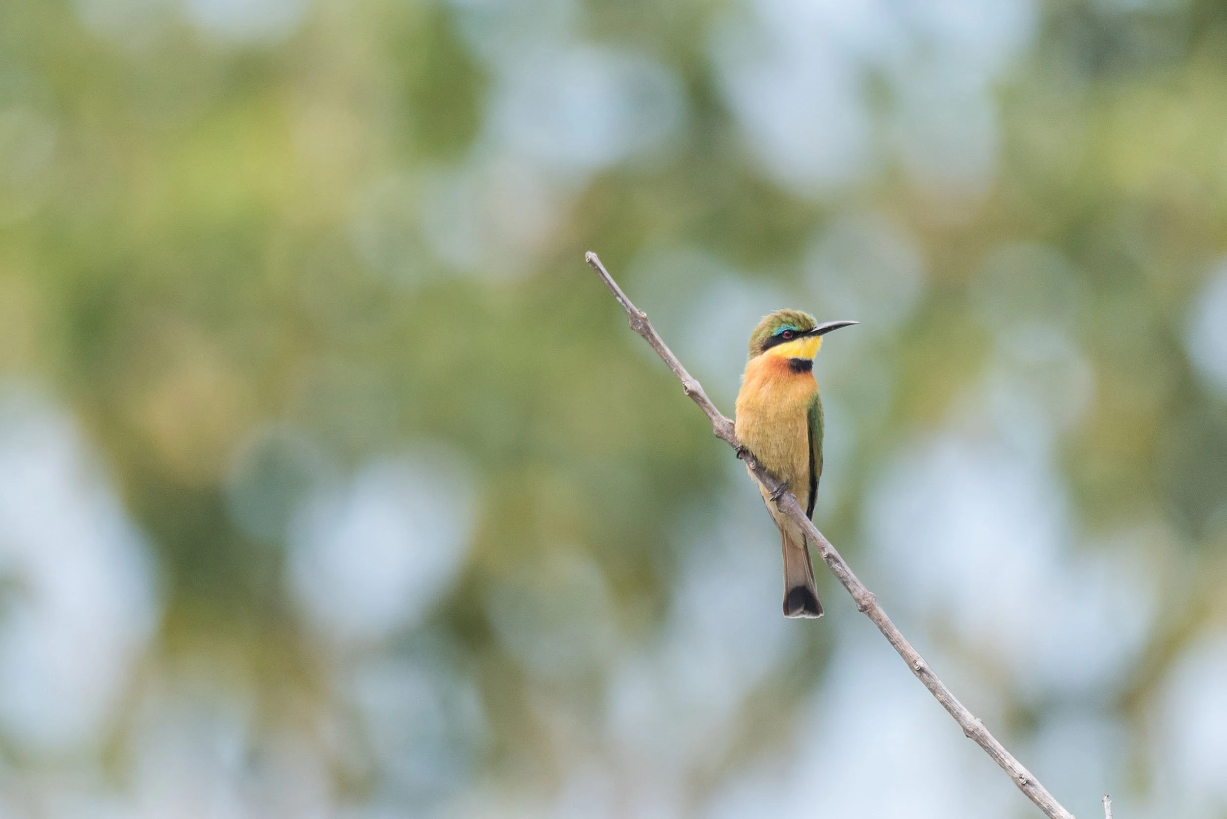 Little Bee-eater