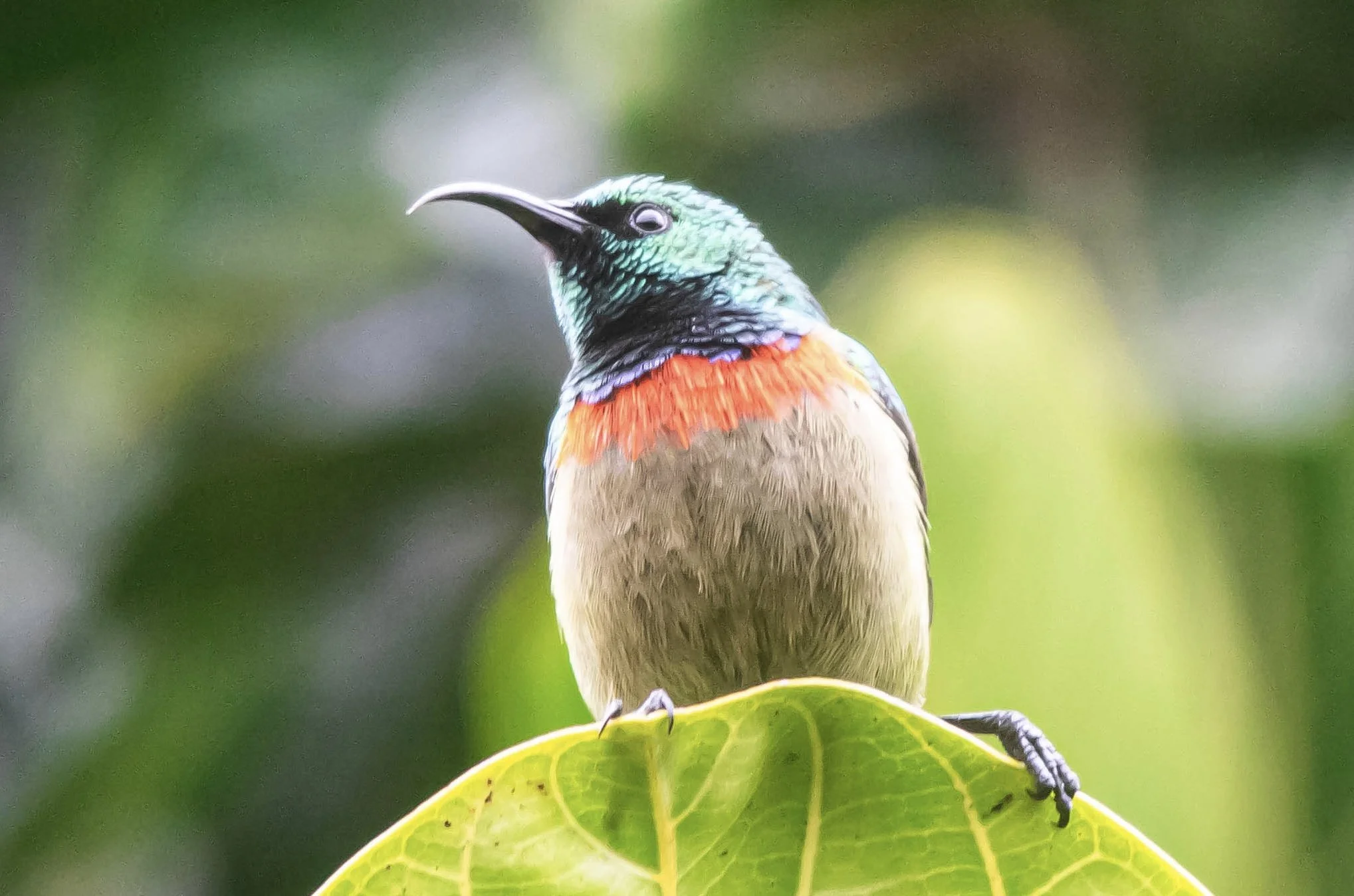 Usambara Double-collared Sunbird