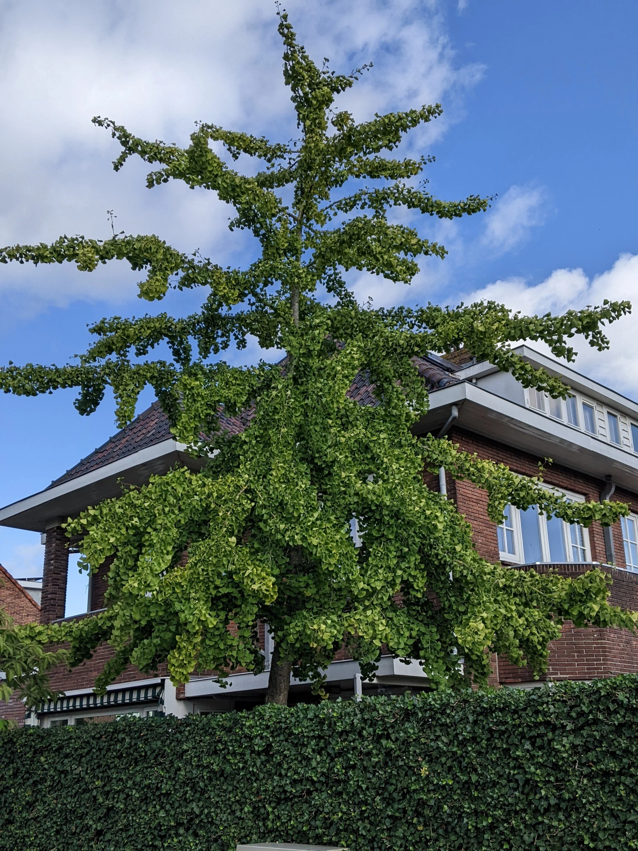 Een boom planten in je tuin?