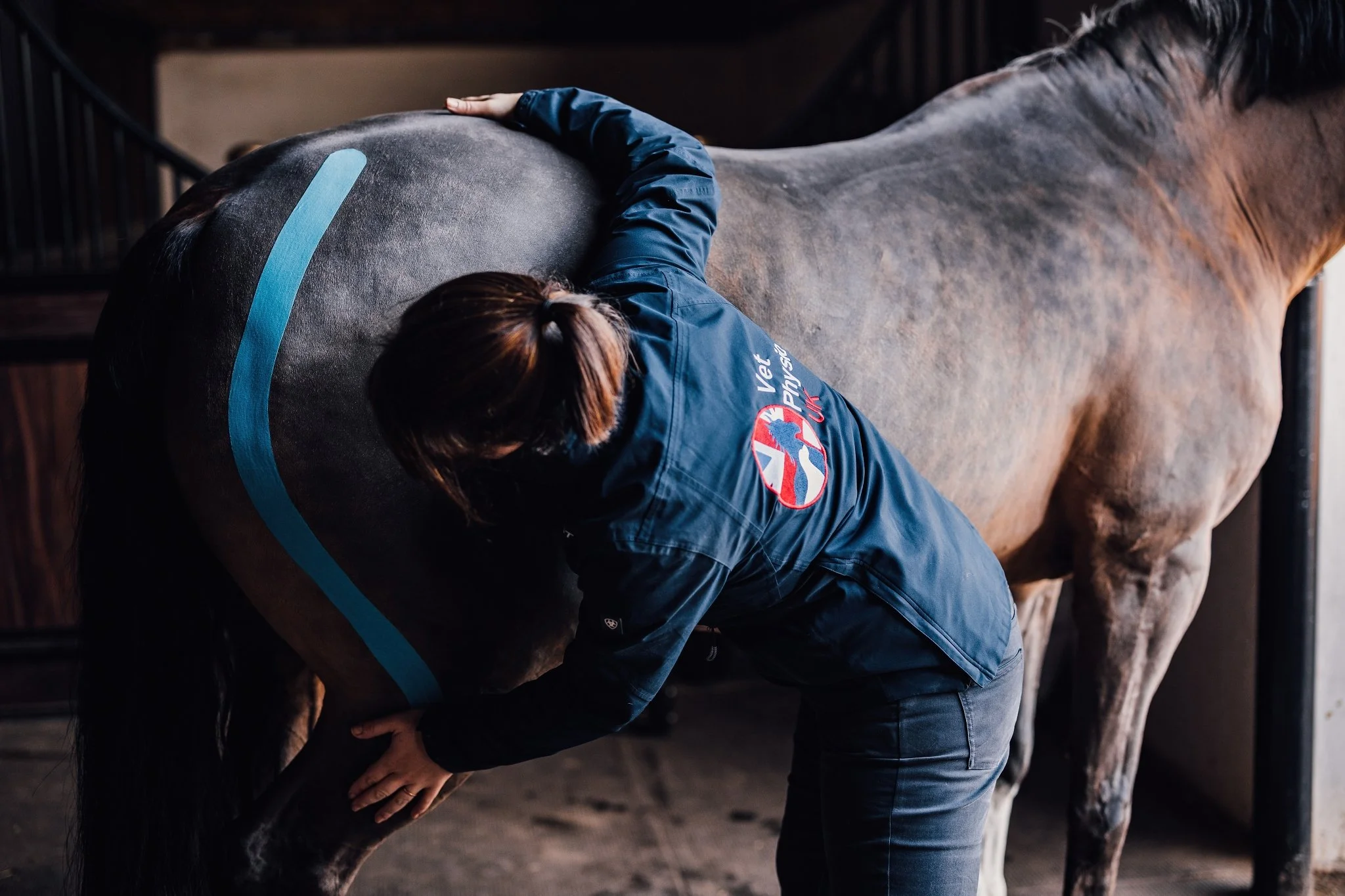 EQUINE Welcome To Vet Physio UK equine-welcome-to-vet-physio-uk