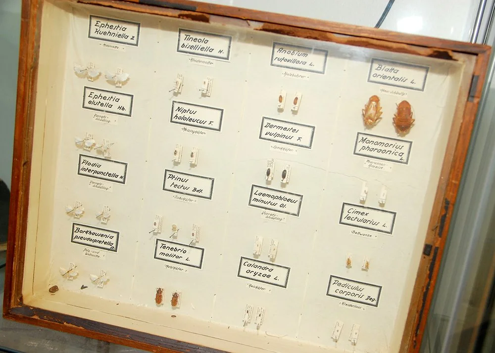 cytox skadedyrbekjempelse, insekter, åtefeller, bergen