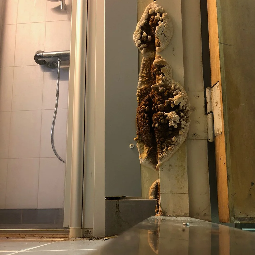 Cytox, inneklima, fuktskader på bad, muggsoppsanering.