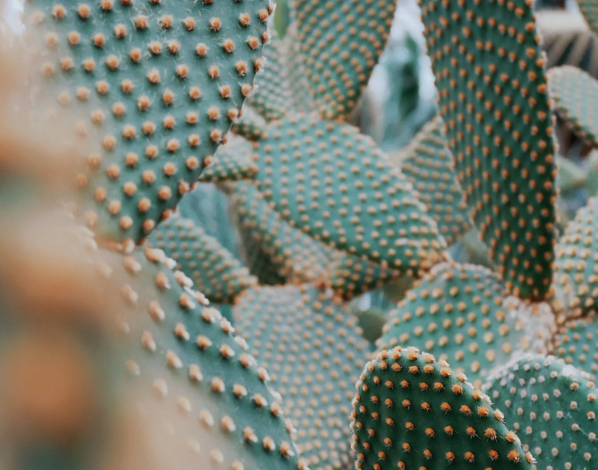 What is Cactus leather — Sustainable Ways