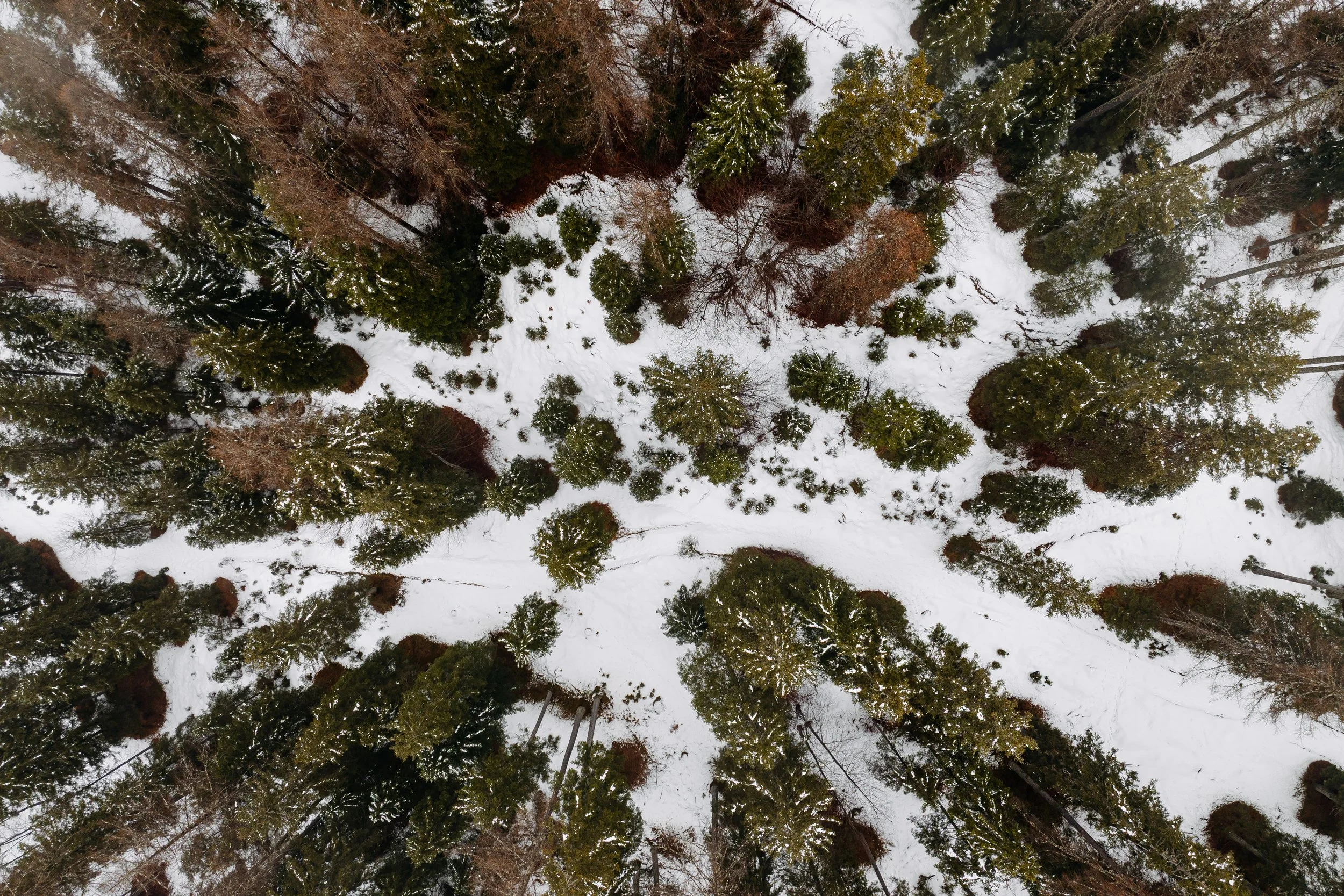 NOT ABOVE NATURE. WITHIN NATURE