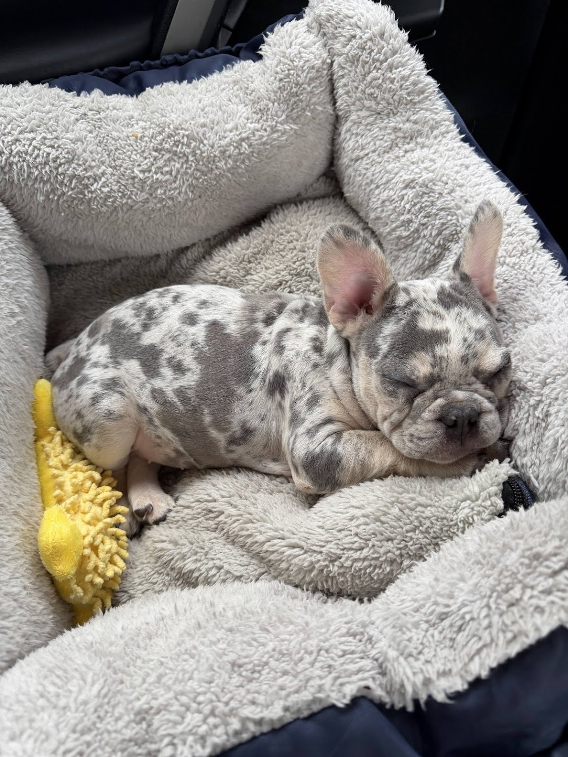 A adorable brindle French Bulldog puppy sleeping on a cozy, fluffy bed with a yellow toy nearby.