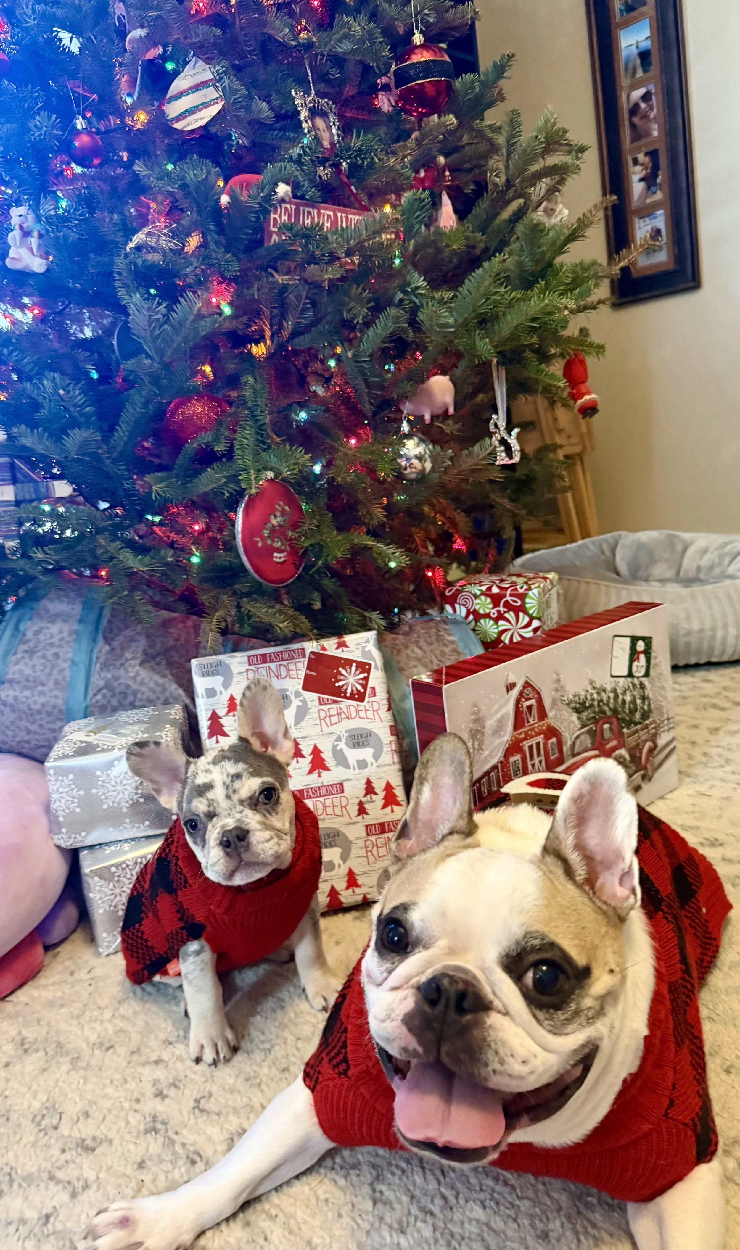 Two French Bulldog puppies wearing red and black Christmas sweaters in front of a decorated Christmas tree with wrapped presents underneath.