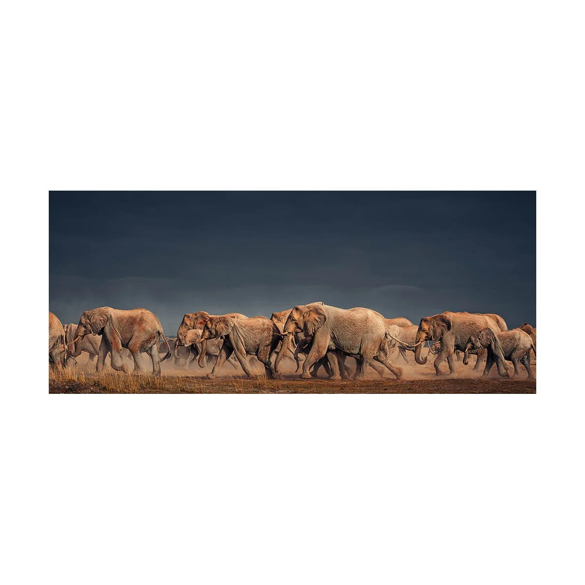 African_Wildlife_Print_colour_20211113_7801443_5386-Edit.jpg