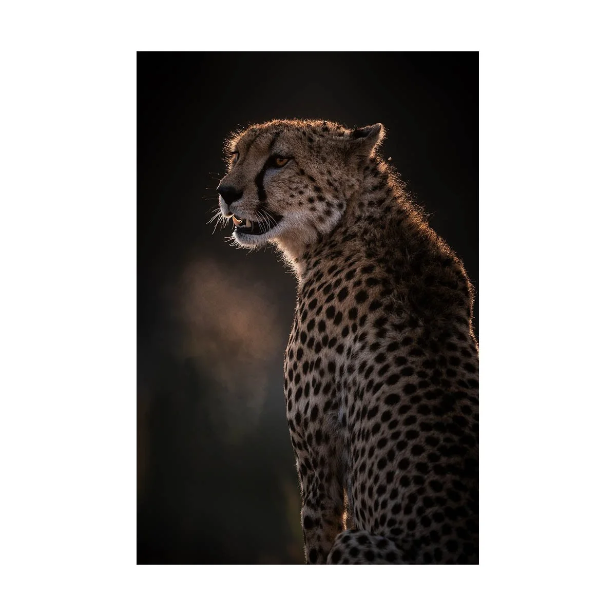 CHEETAH PORTRAIT I