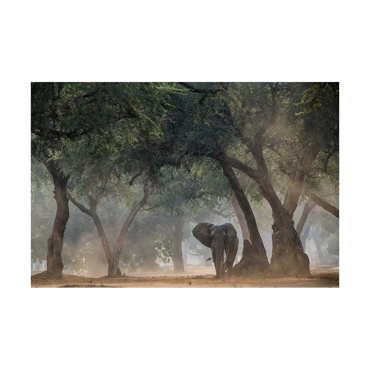 ELEPHANT IN FOREST WITH DUST