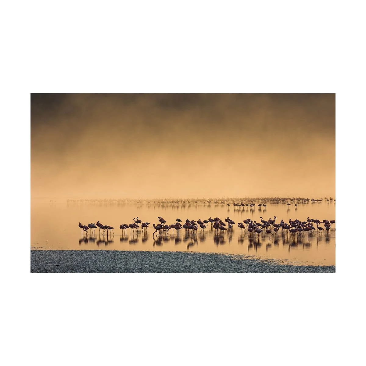 African_Wildlife_Print_limited-edition__20090625_0042-Edit.jpg