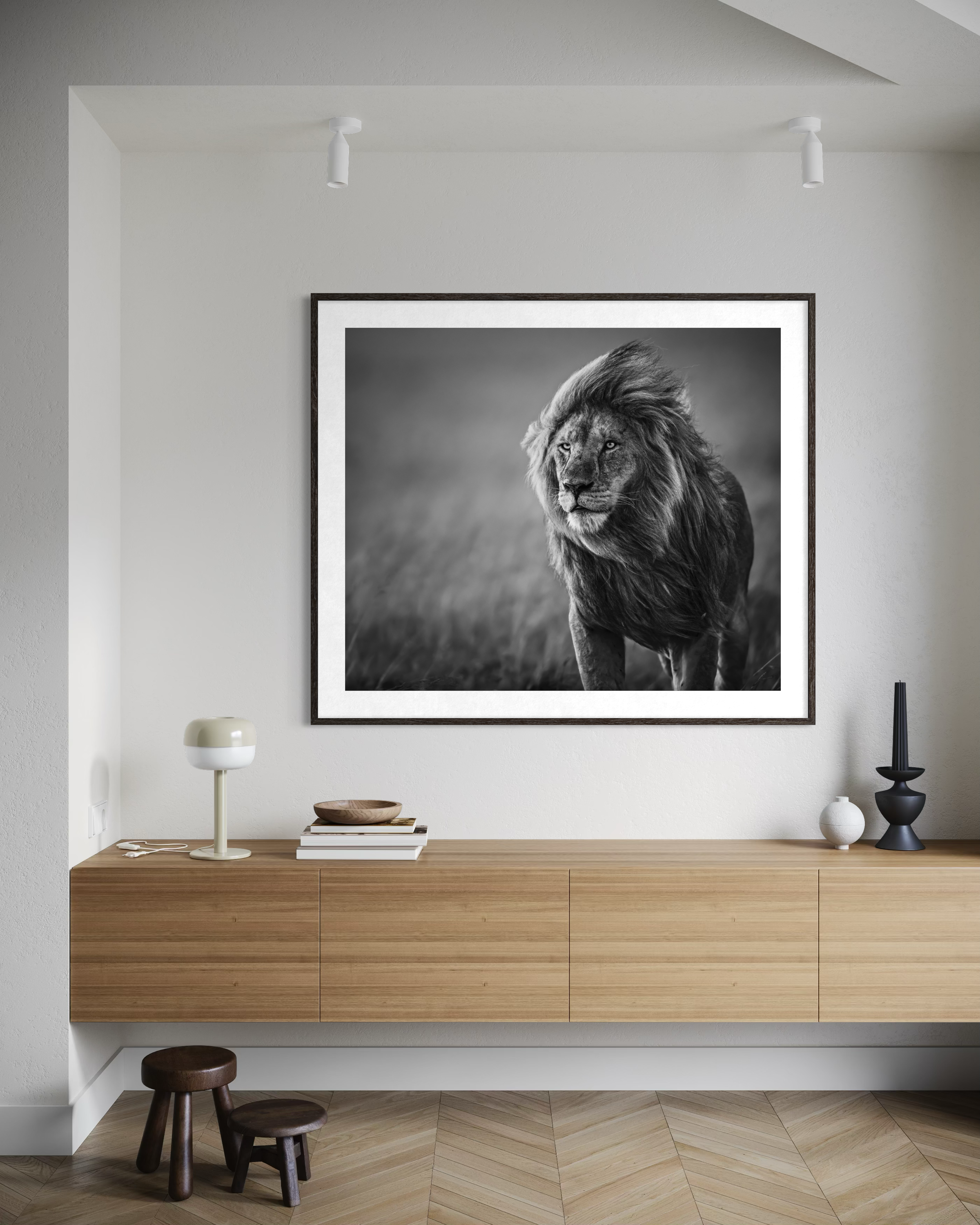 MaleLionBlowingWind_Mockup01.png