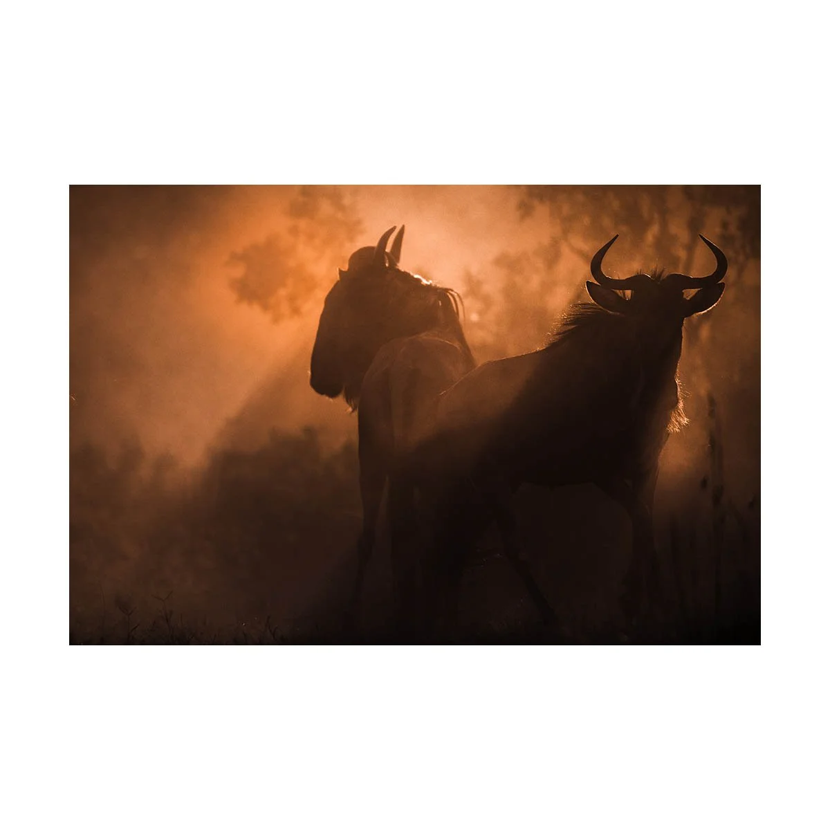 NOMADS IN LIGHT AND DUST