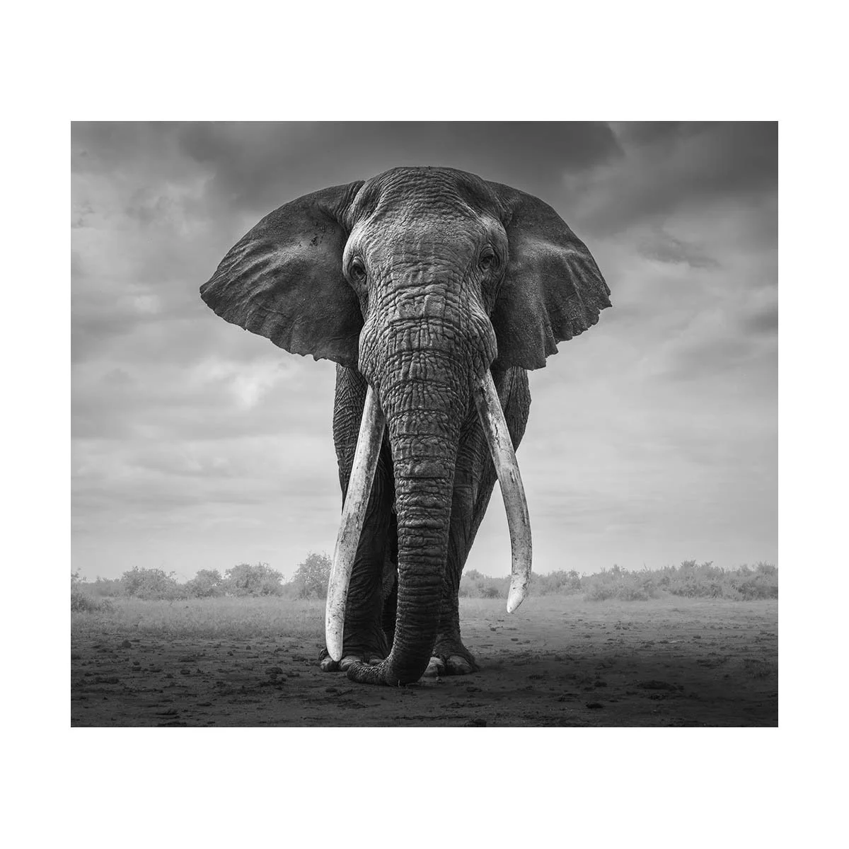 African_Wildlife_Print_black-and-white_20230624_23000773_0163-Enhanced-NR-2-Edit_7x6.jpg