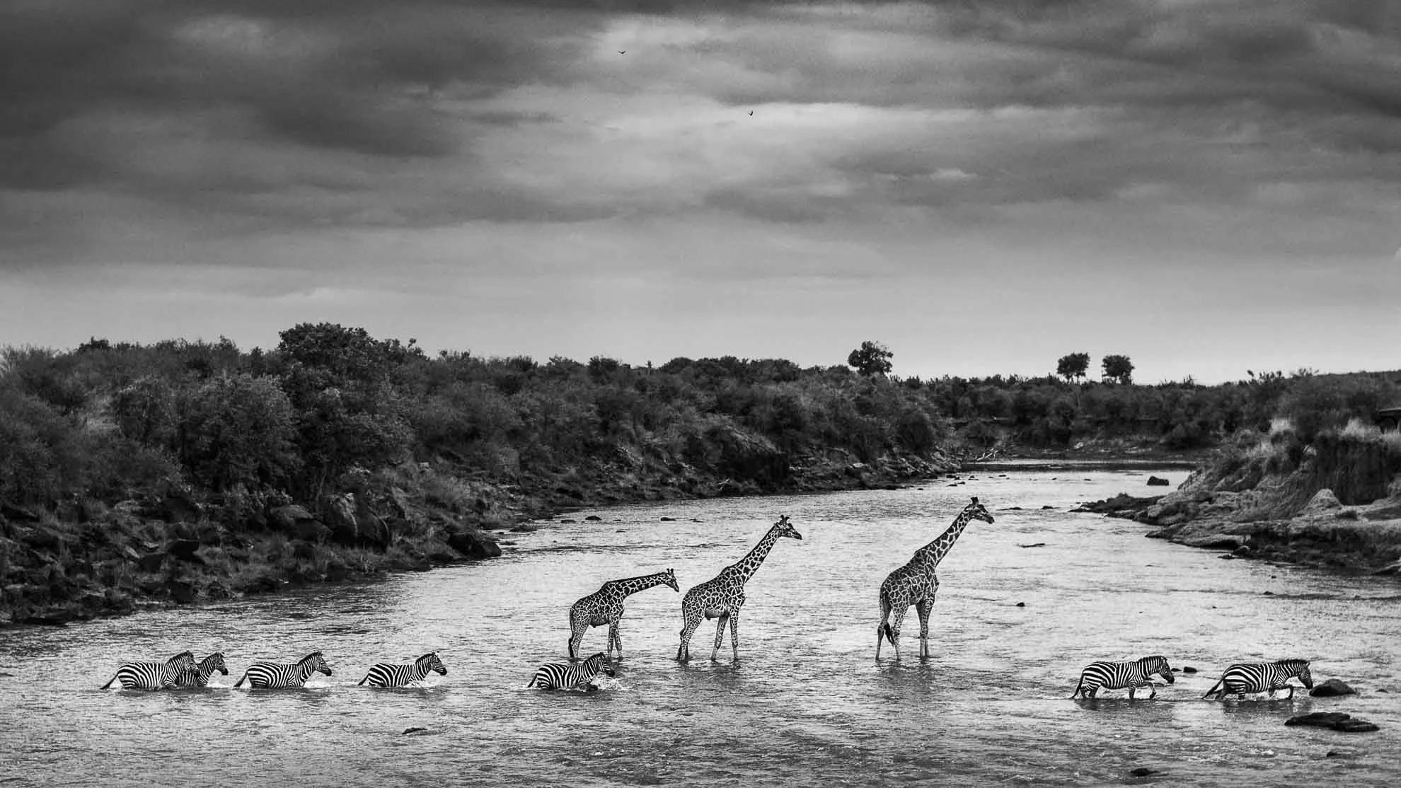 African_Wildlife_Print_black-and-white_2008-07-24 Masai Mara_7121-Edit-2.jpg
