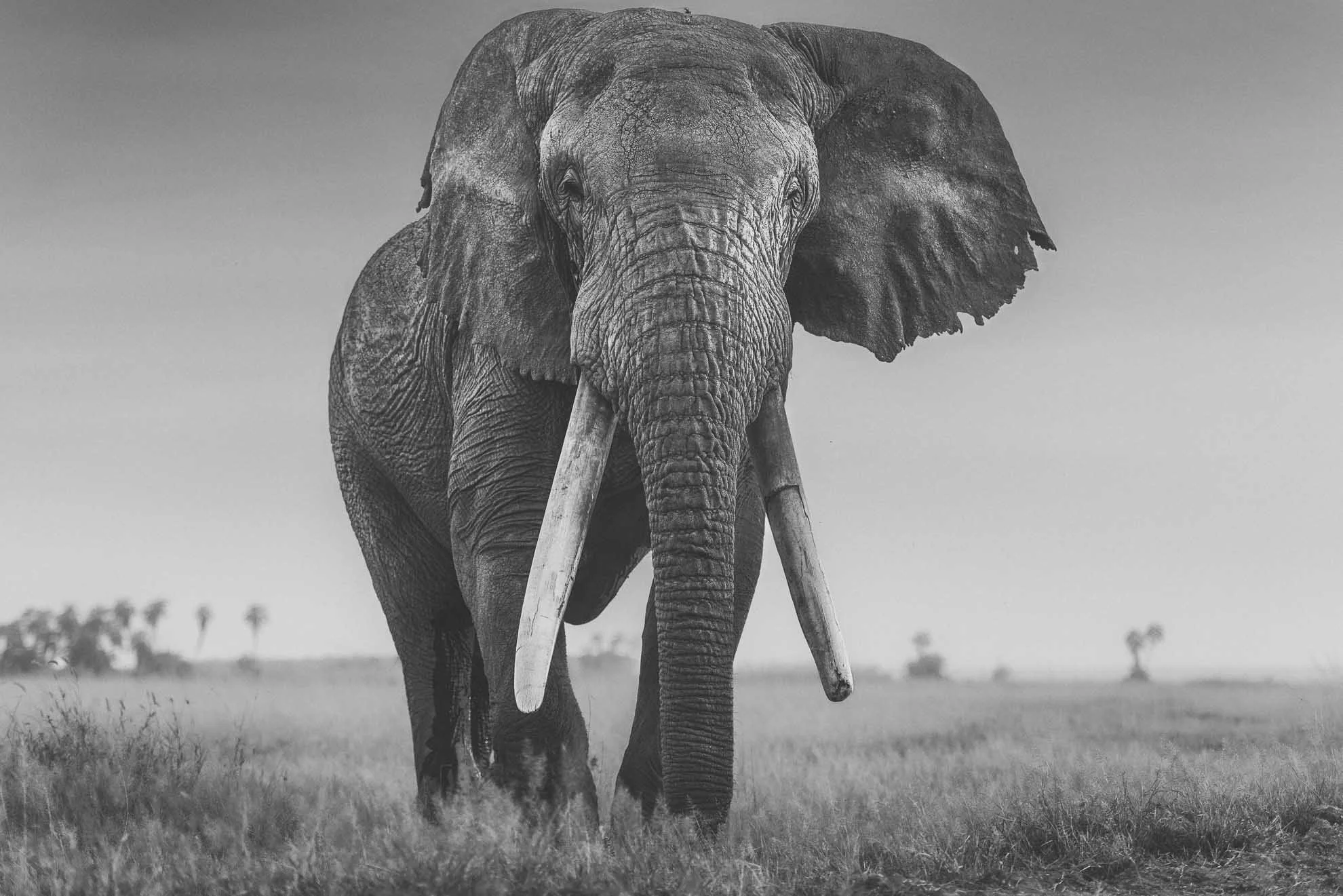 African_Wildlife_Print_black-and-white_20160226_6103124_5440-Edit-2.jpg