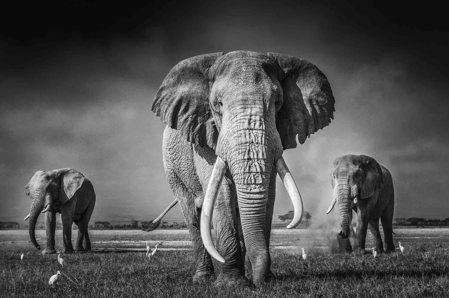 elephant-photography-black-and-white