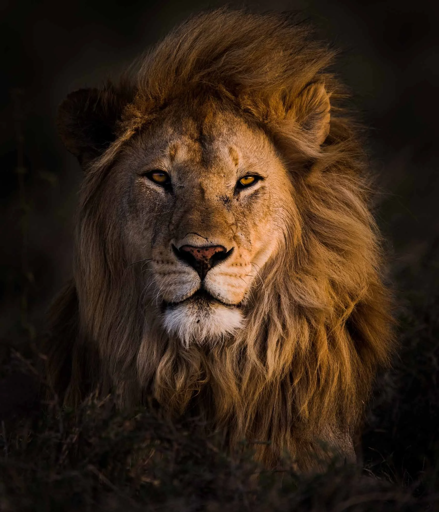 African_Wildlife_Print_color_20170210_8004271_5306-Edit.jpg