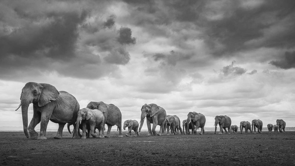 Fine-Art African Wildlife Photography | Federico Veronesi