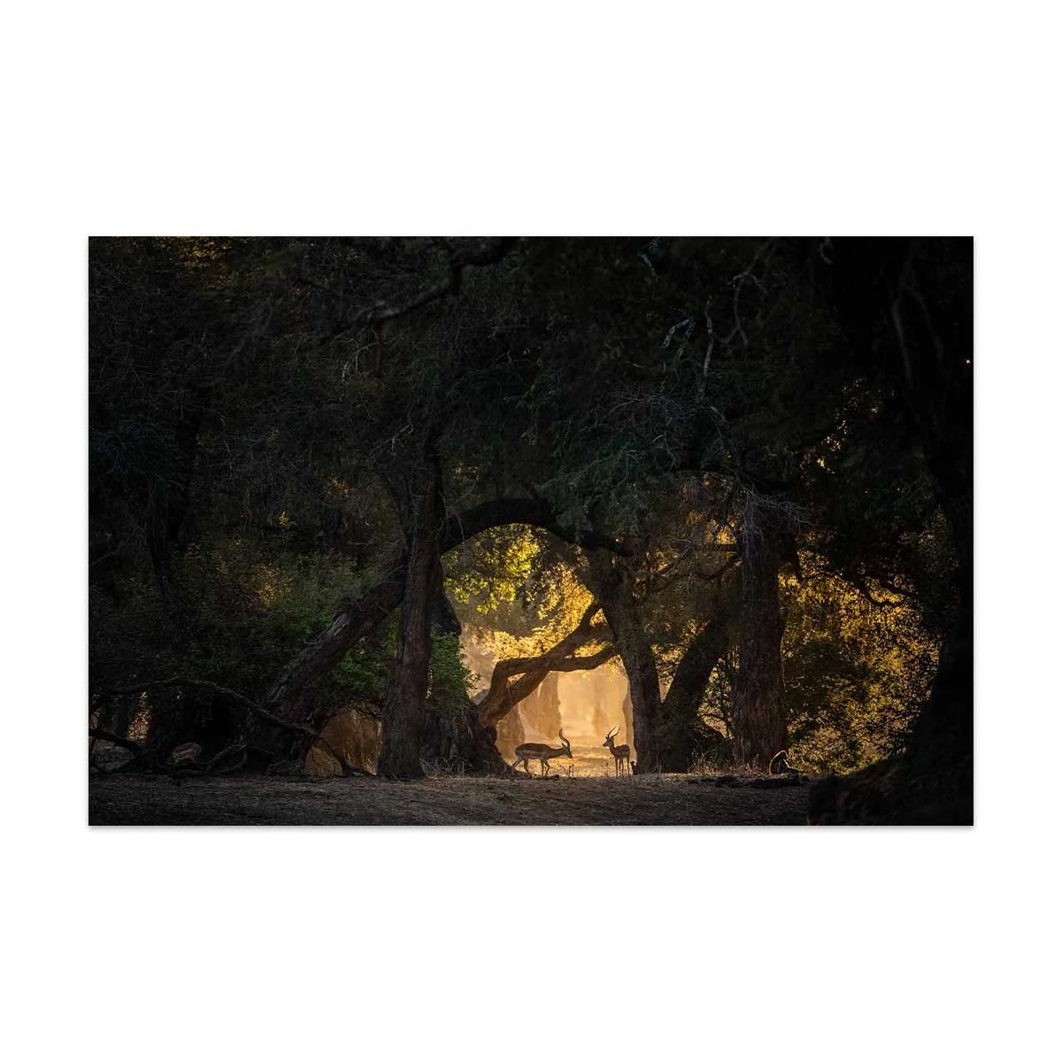 African_Wildlife_Print_Light_Dust_II_Thumbnail-2.jpg