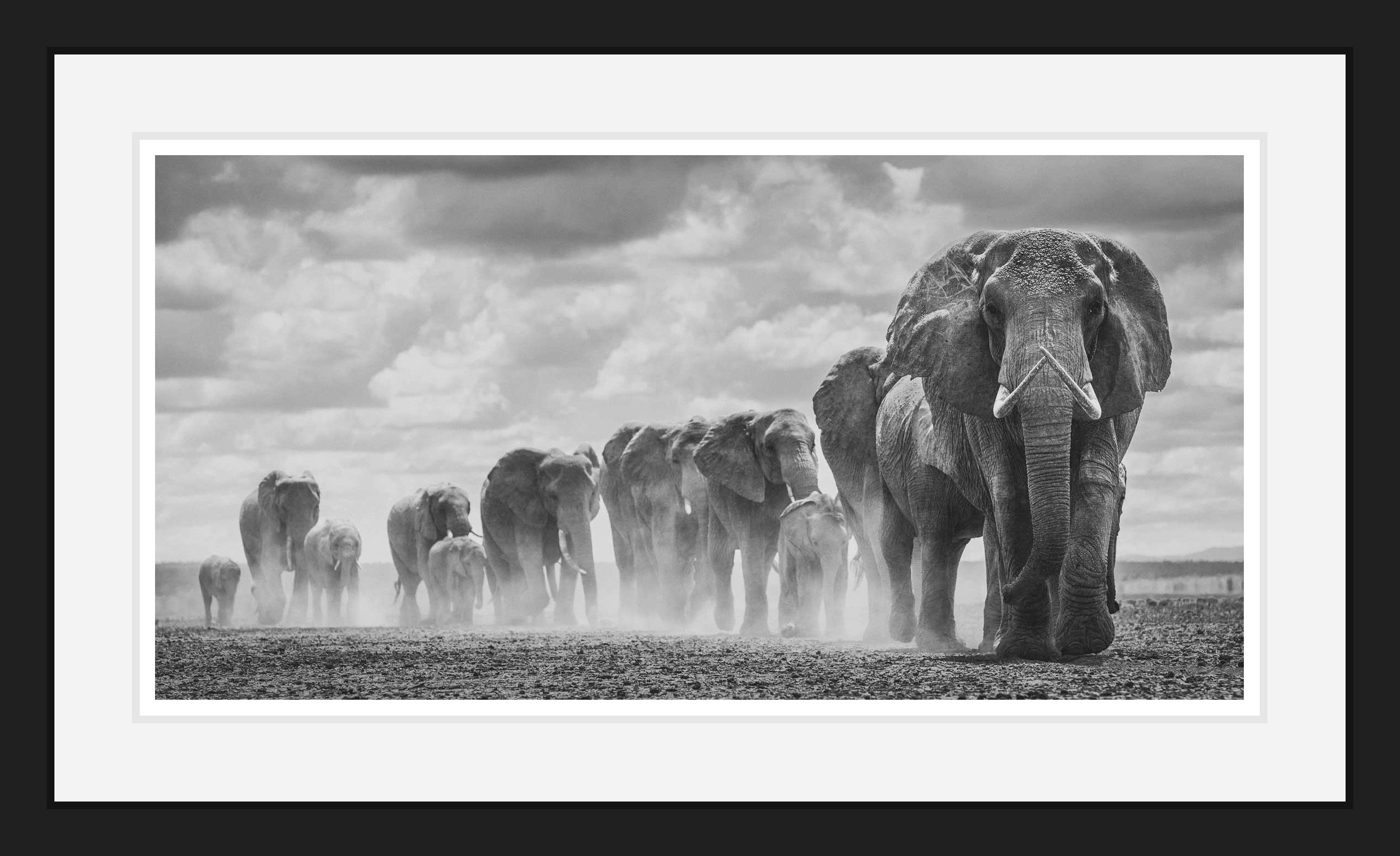 African_Wildlife_Print_black-and-white_20220720_7801443_0153-Edit_framed.jpg