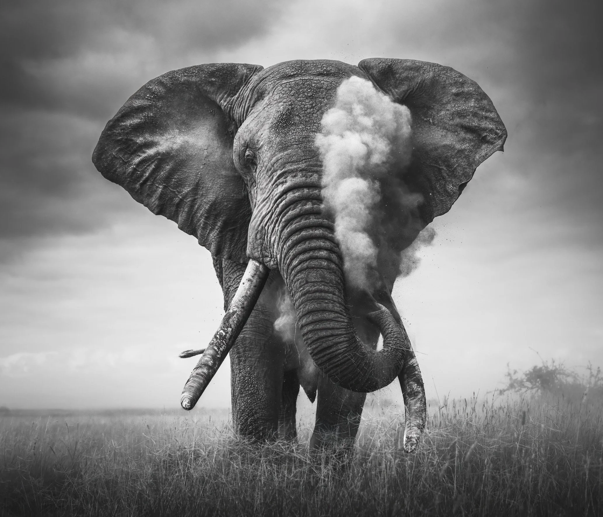 African_Wildlife_Print_black-and-white_20240603_23000773_8923-Edit.jpg