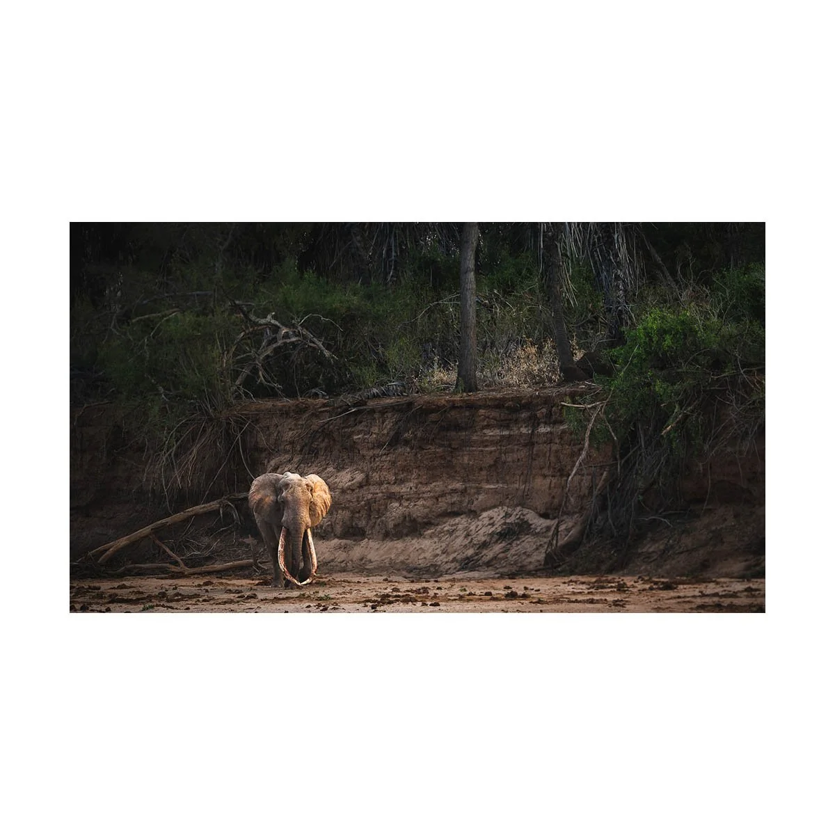 African_Wildlife_Print_colour_20230823_7801491_0354-Edit-4.jpg