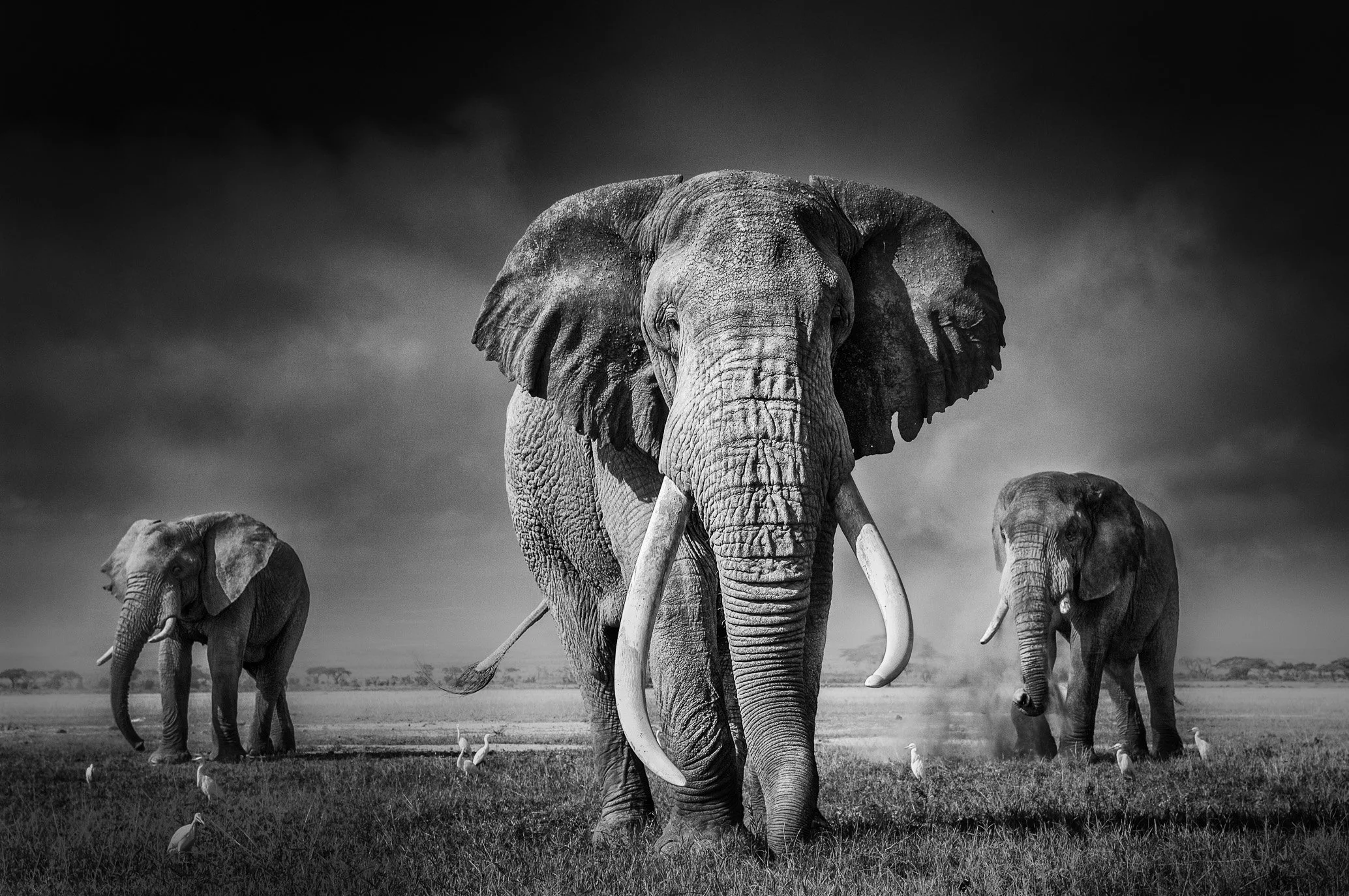 African_Wildlife_Print_black-and-white_20100313_8534-Edit-Edit.jpg