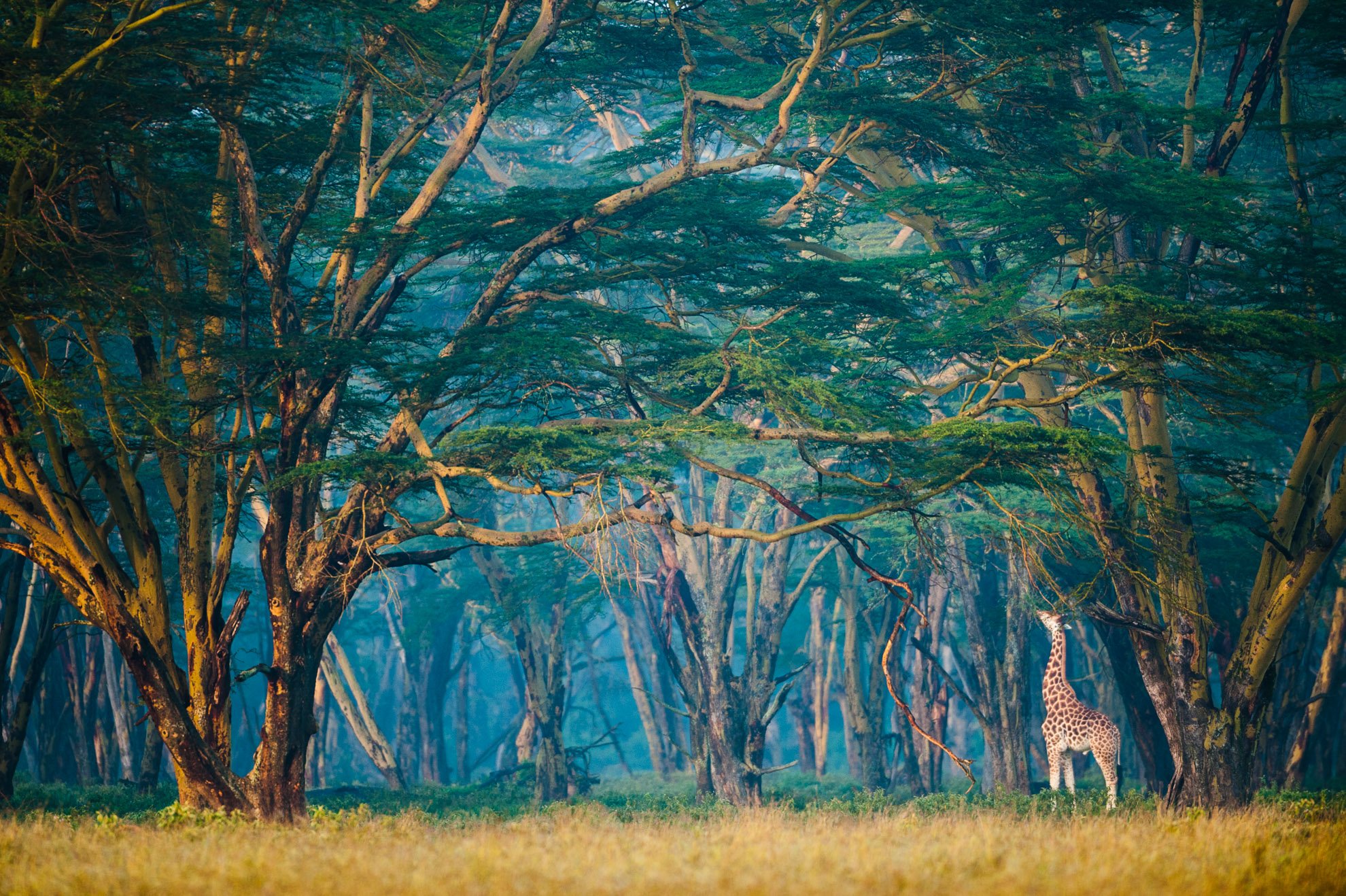 African_Wildlife_Print_limited-edition__20110729_0610.jpg