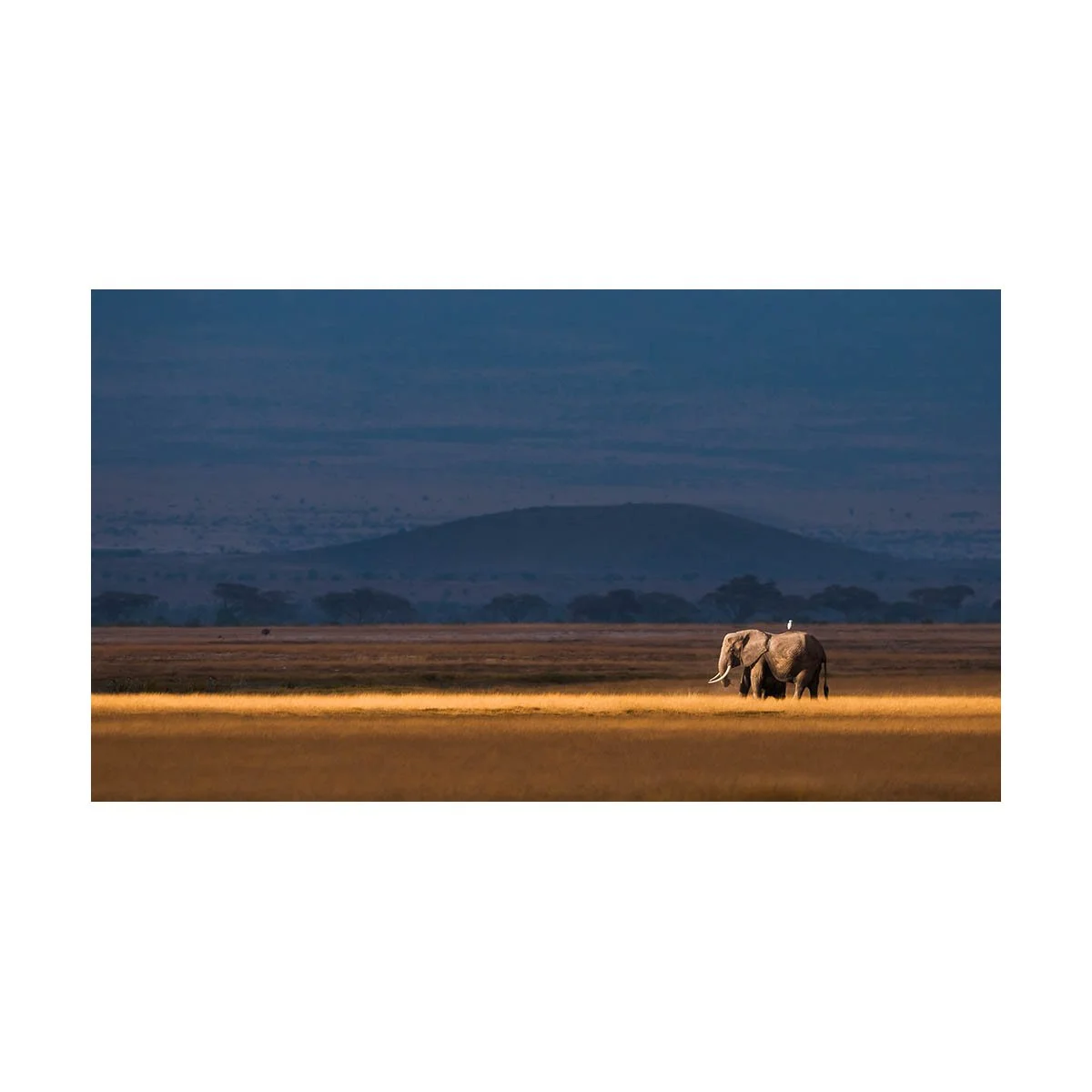 LIGHT ON THE SAVANNAH