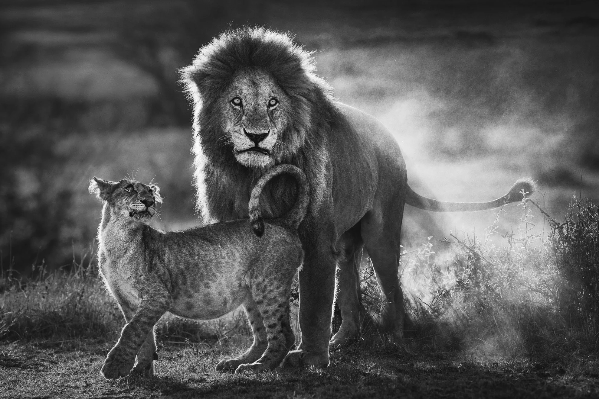 African_Wildlife_Print_limited-edition__20170122_8004271_6460-Edit-2.jpg