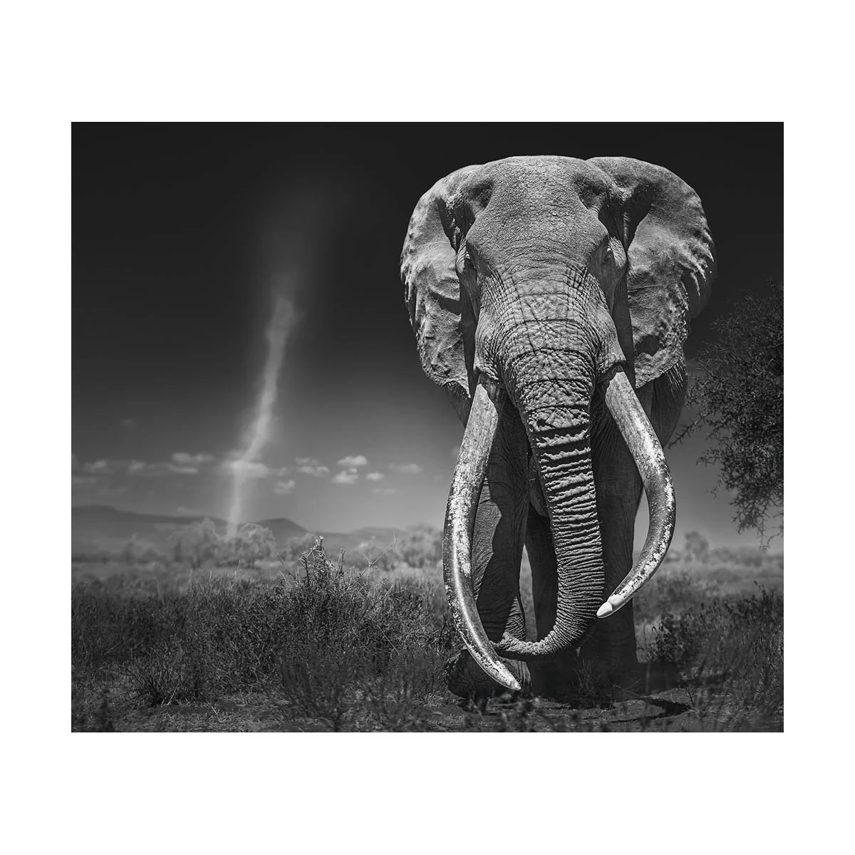 African_Wildlife_Print_black-and-white_20240909_7801491_-Edit-3.jpg