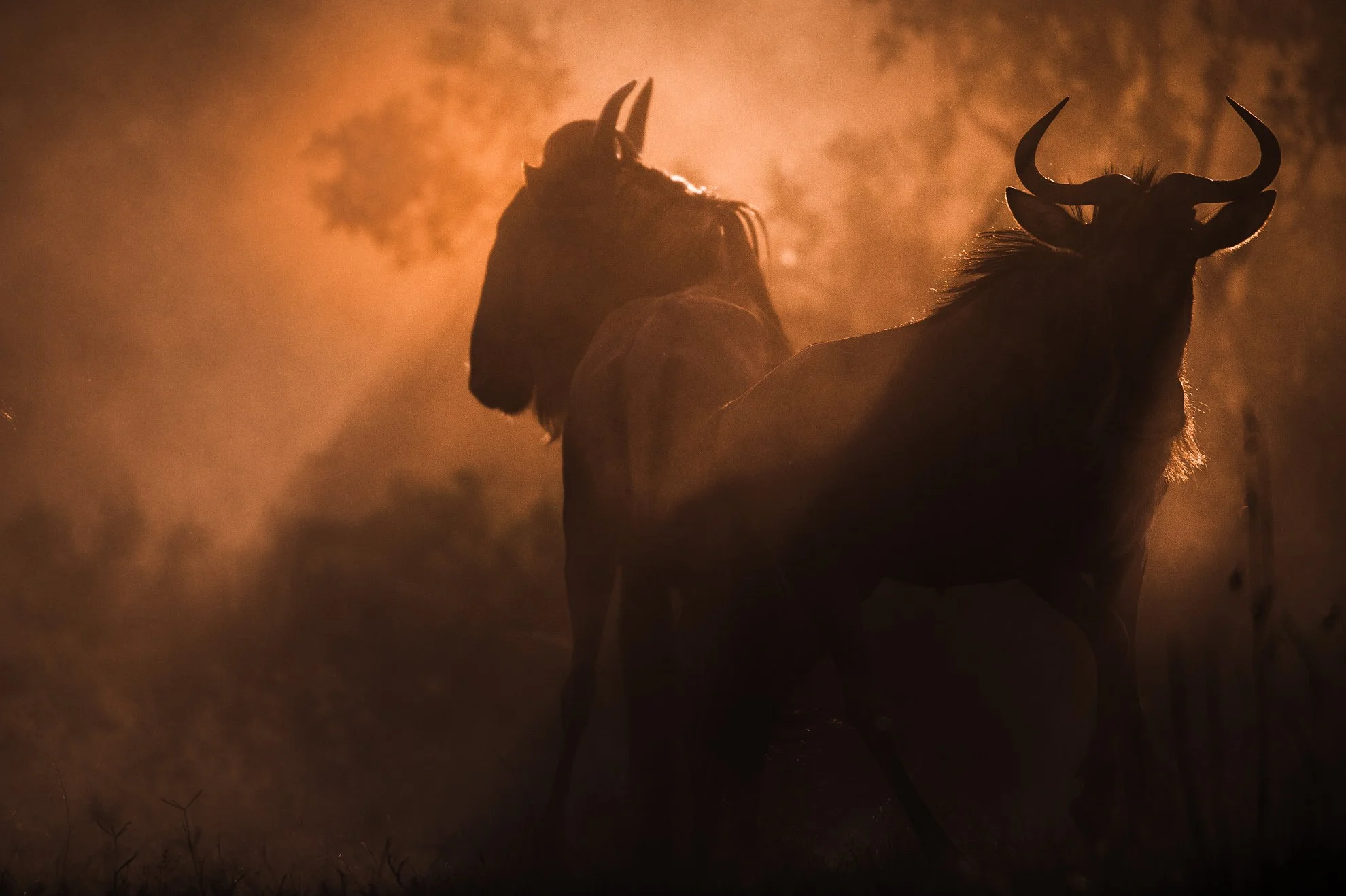 African_Wildlife_Print_limited-edition__20100619_2523.jpg