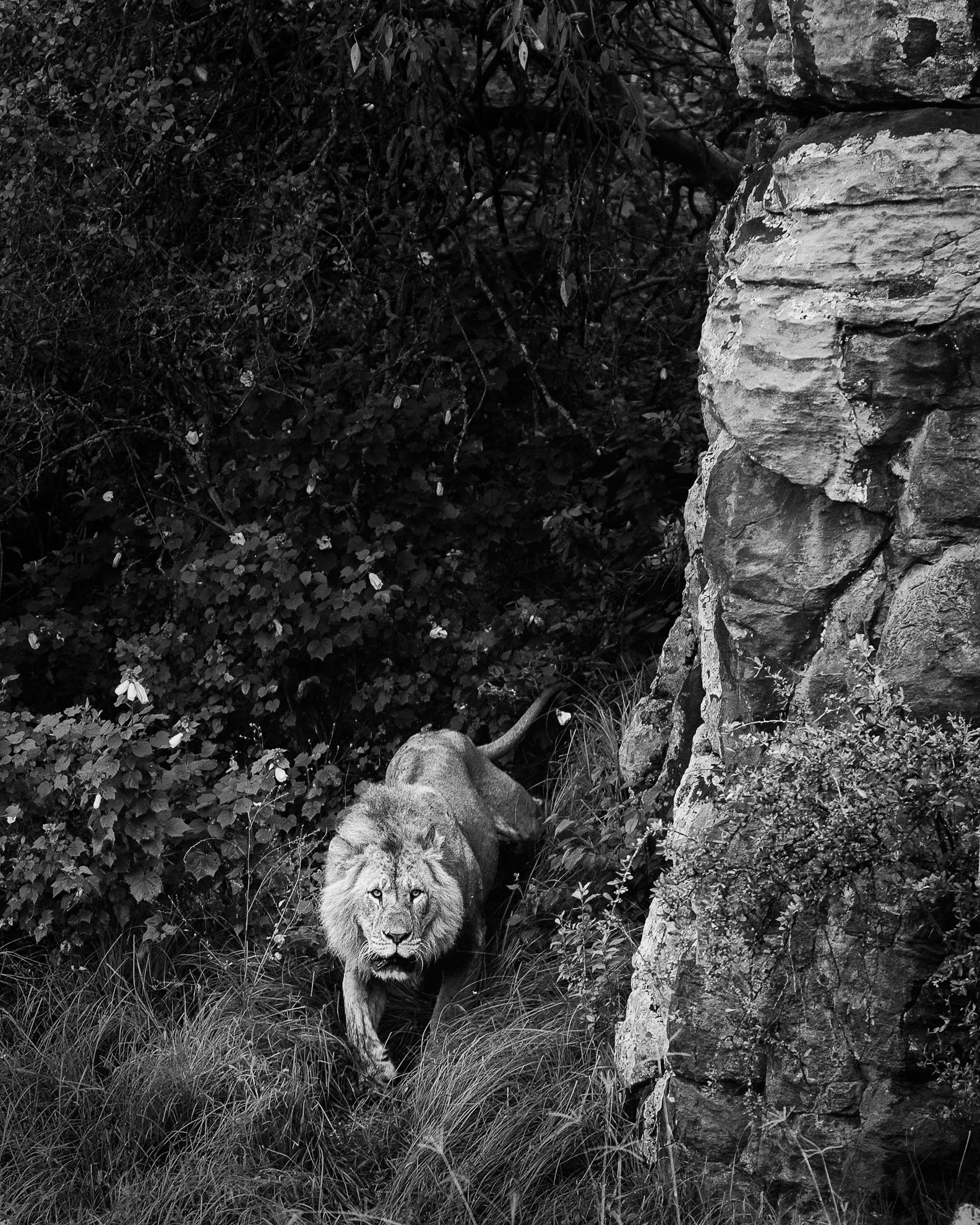 African_Wildlife_Print_limited-edition__20110904_1820-Edit.jpg